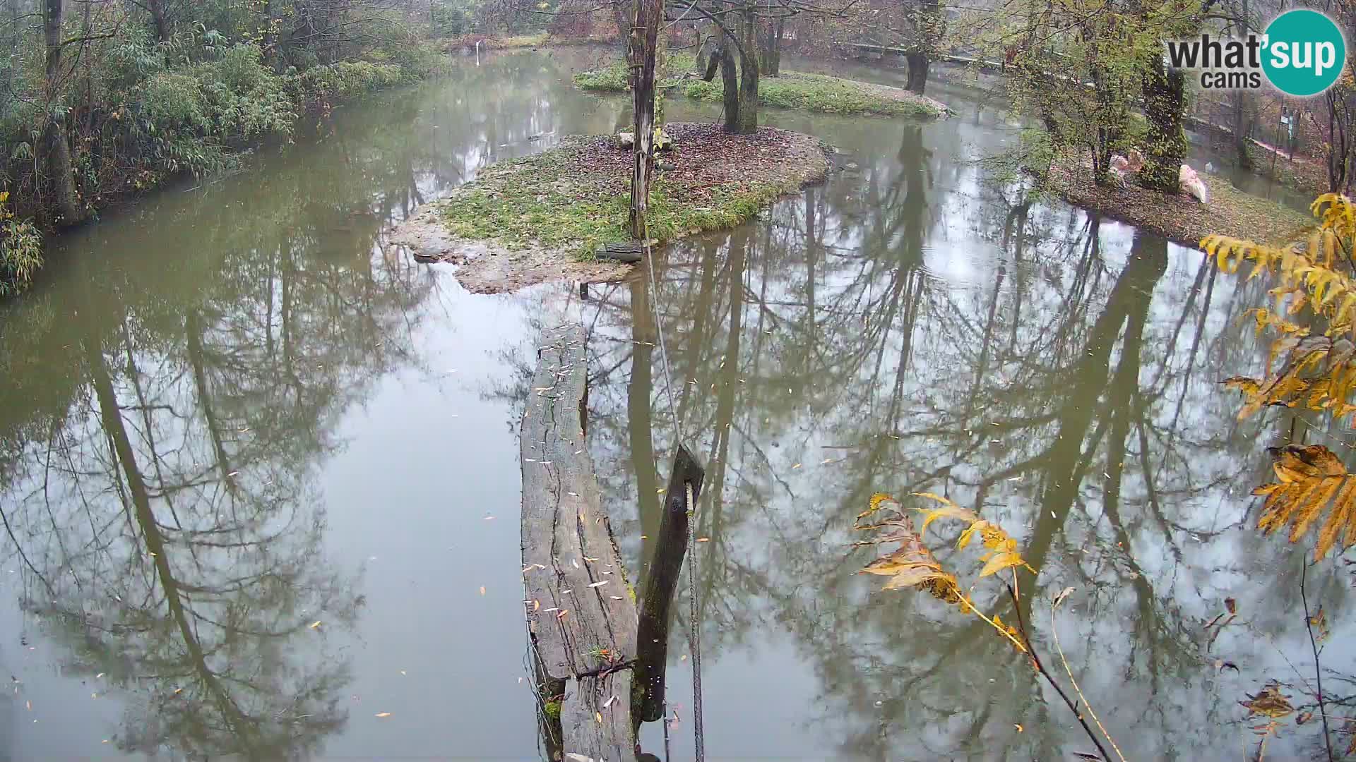 Black and white ruffed lemur Ljubljana Zoo live cam