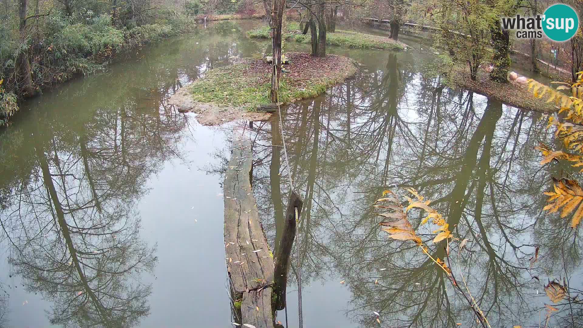 Navadni vari u živo – Ljubljana zoo