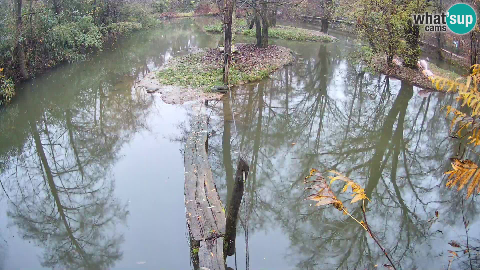 Vari bianconero Zoo Ljubljana webcam