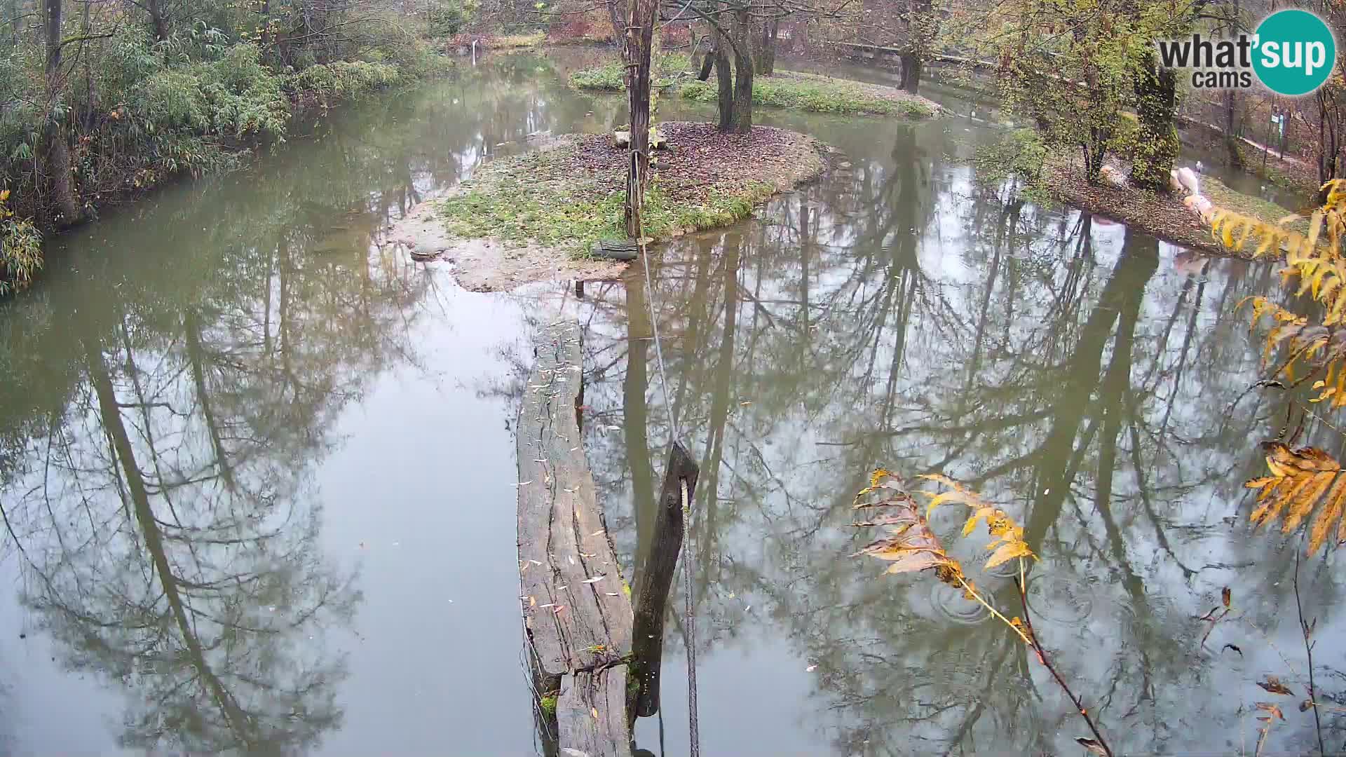 Navadni vari v živo – Ljubljana živalski vrt