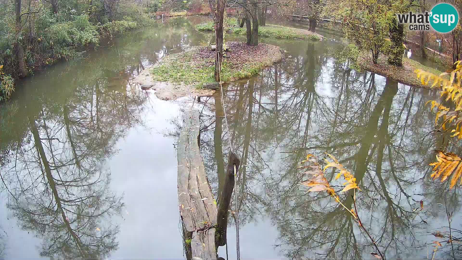 Lémur rufo blanco y negro – Ljubljana Zoo en vivo