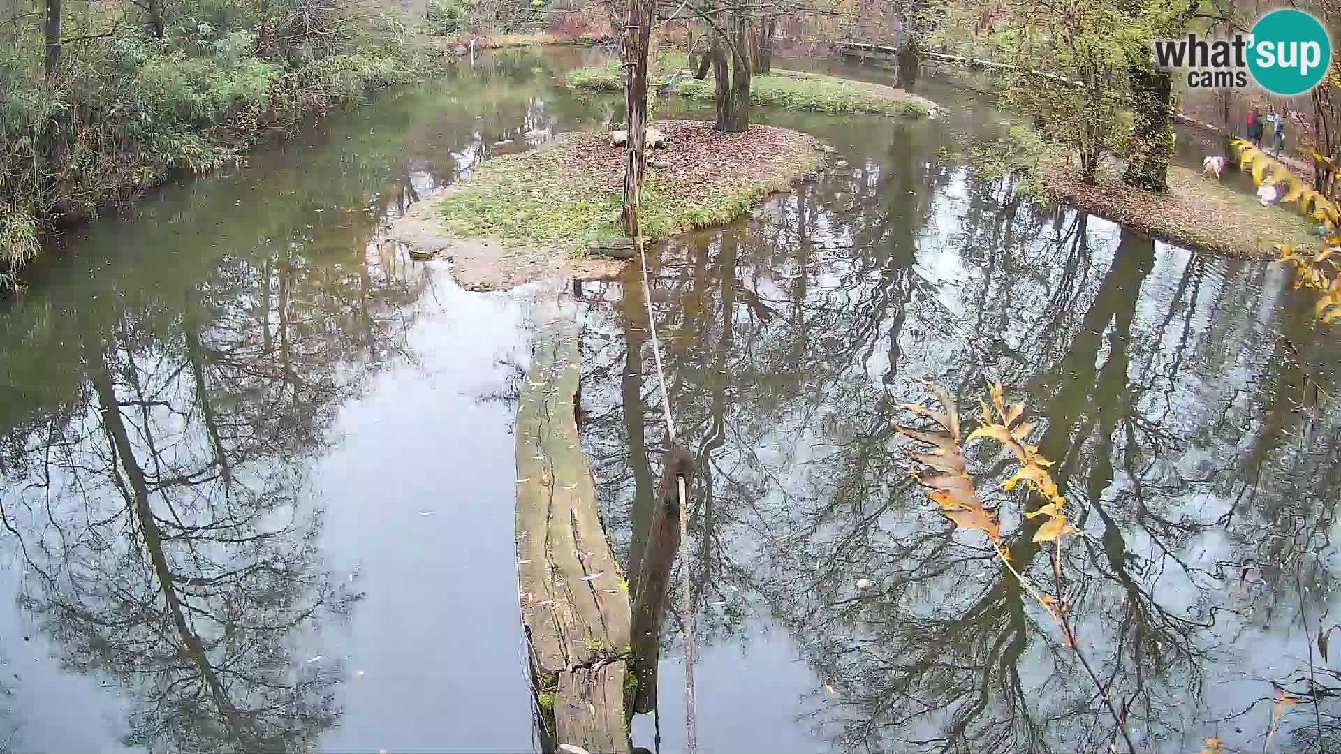Navadni vari u živo – Ljubljana zoo
