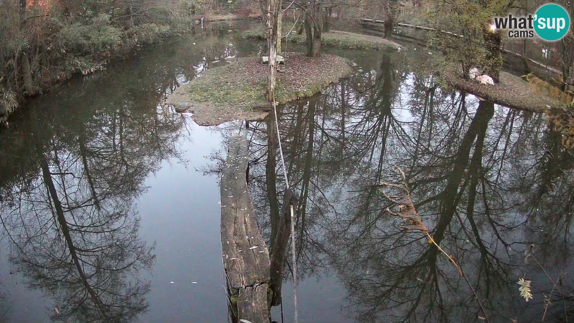 Schwarzweiße Vari Zoo Ljubljana webcam