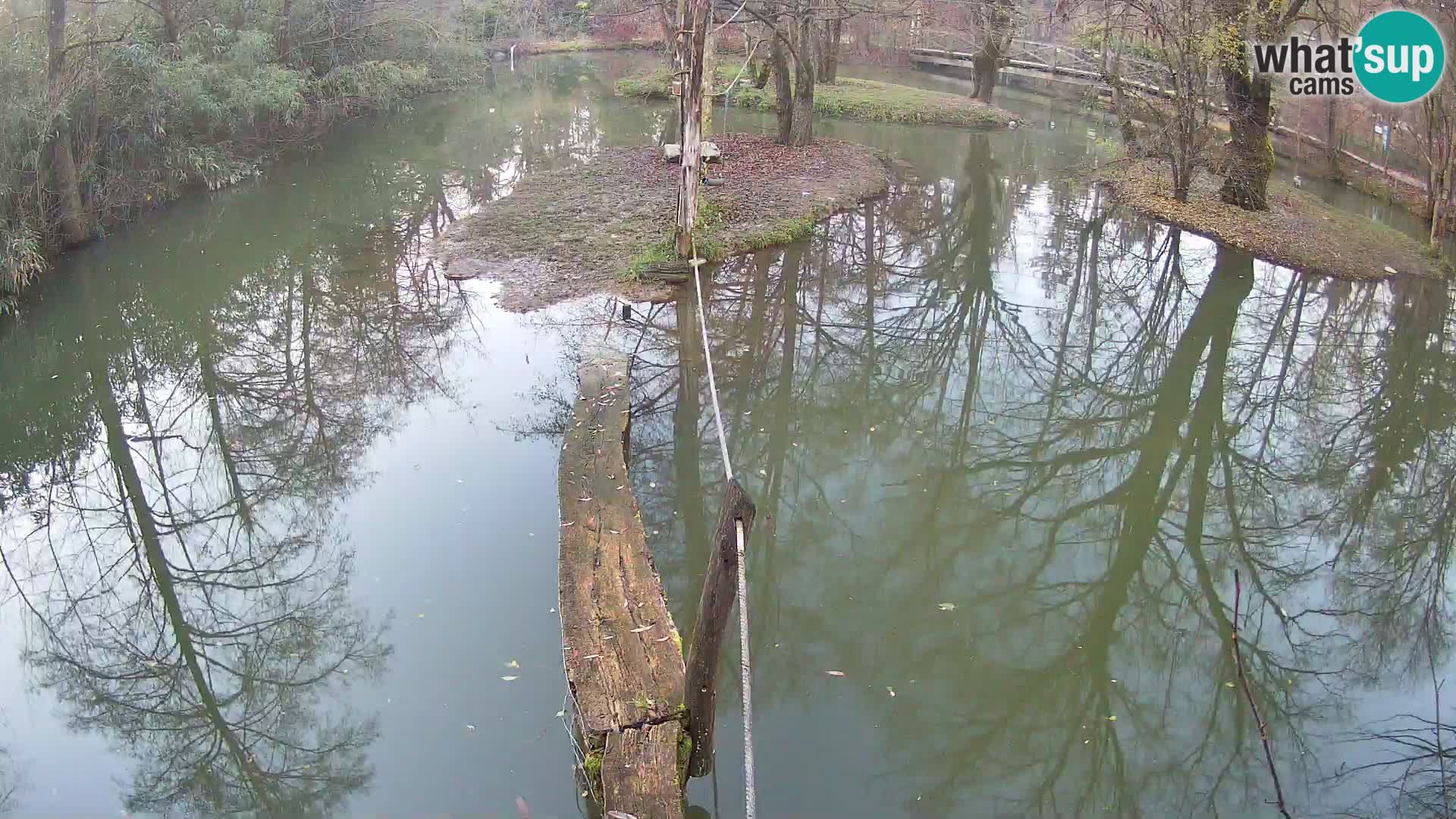 Black and white ruffed lemur Ljubljana Zoo live cam