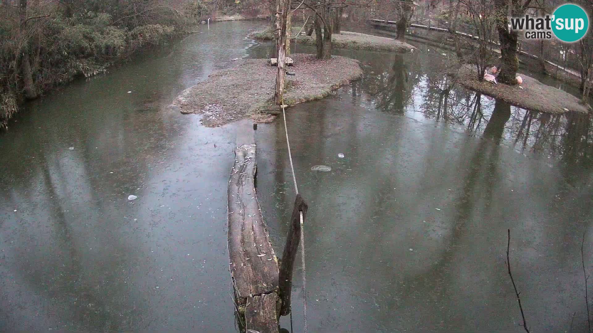 Navadni vari u živo – Ljubljana zoo
