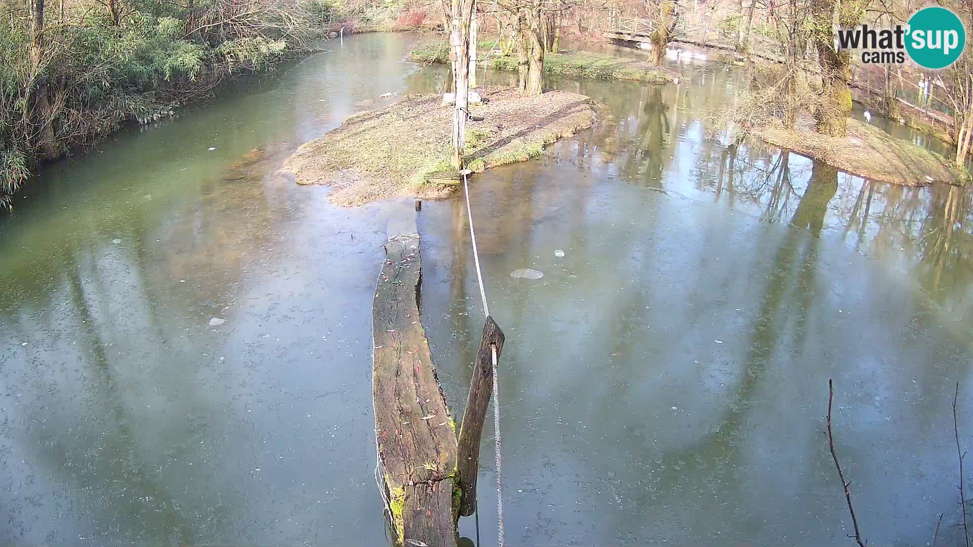 Vari noir et blanc – Ljubljana ZOO  livecam