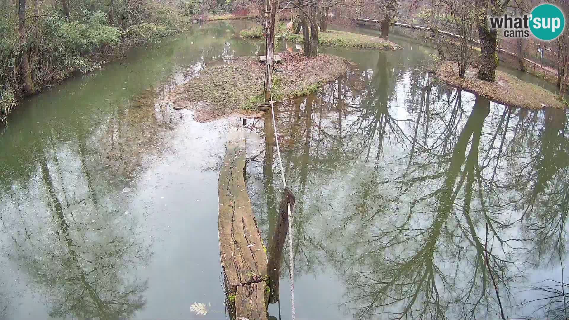Vari bianconero Zoo Ljubljana webcam