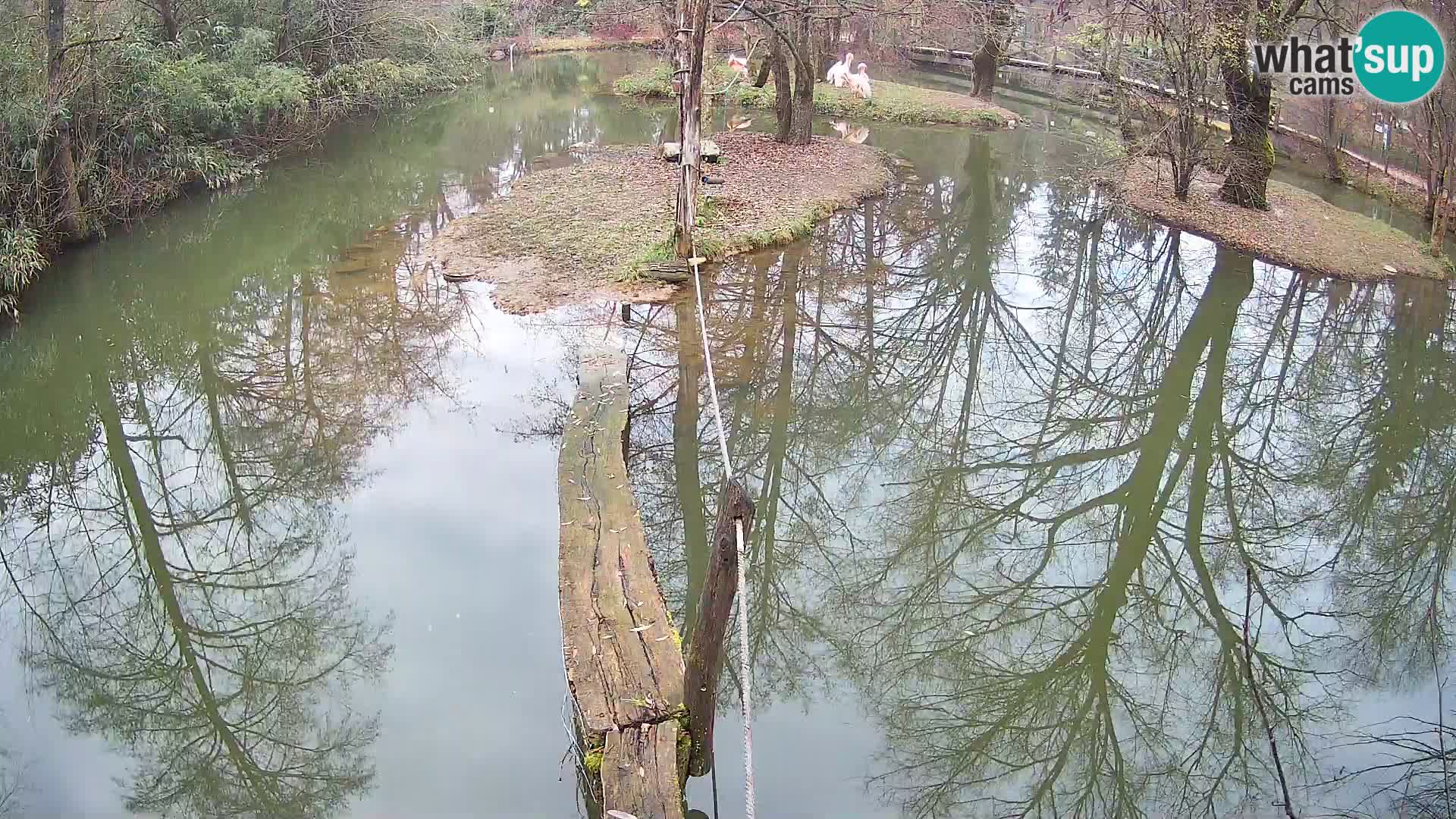 Schwarzweiße Vari Zoo Ljubljana webcam