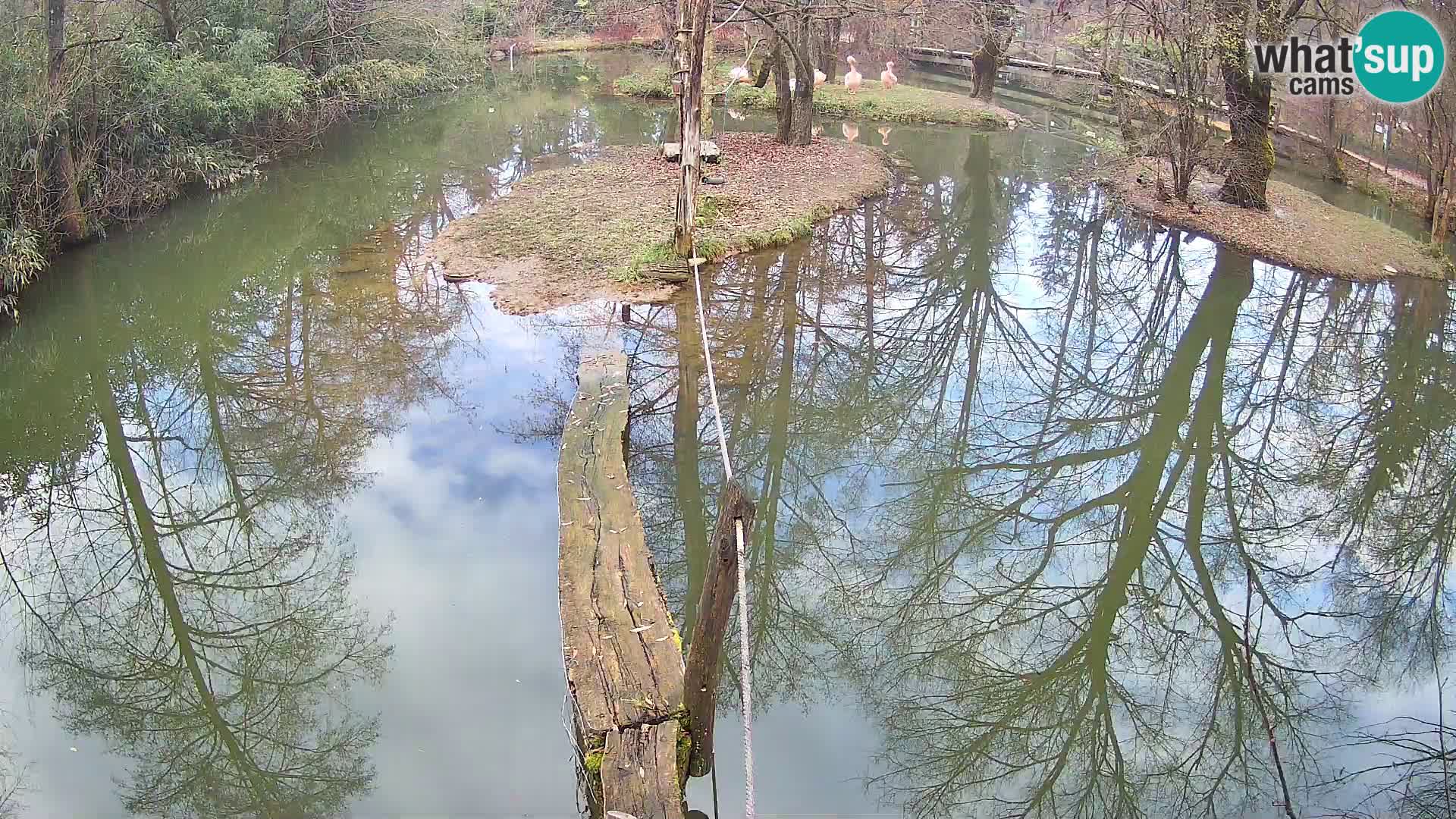 Schwarzweiße Vari Zoo Ljubljana webcam
