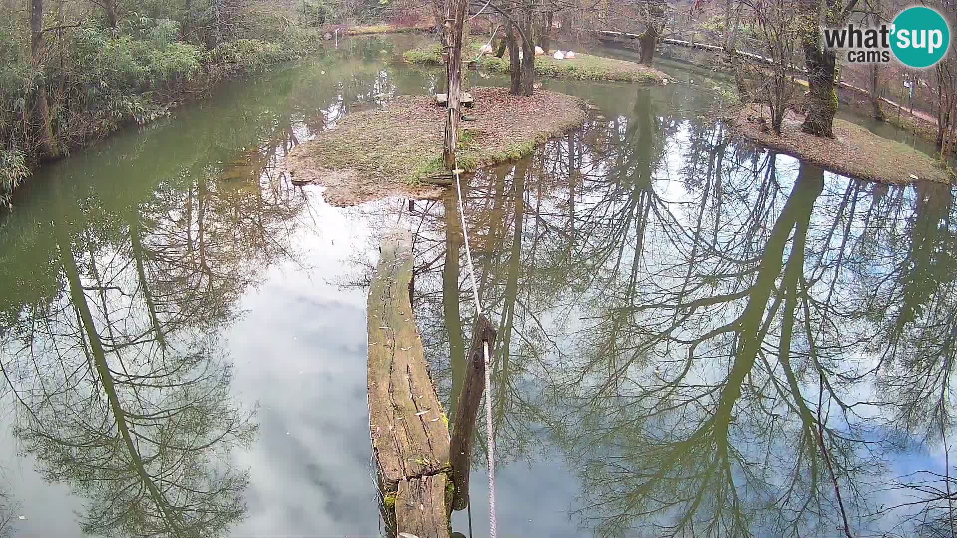 Schwarzweiße Vari Zoo Ljubljana webcam