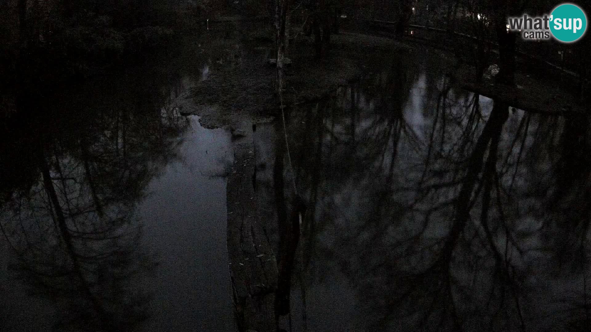 Schwarzweiße Vari Zoo Ljubljana webcam