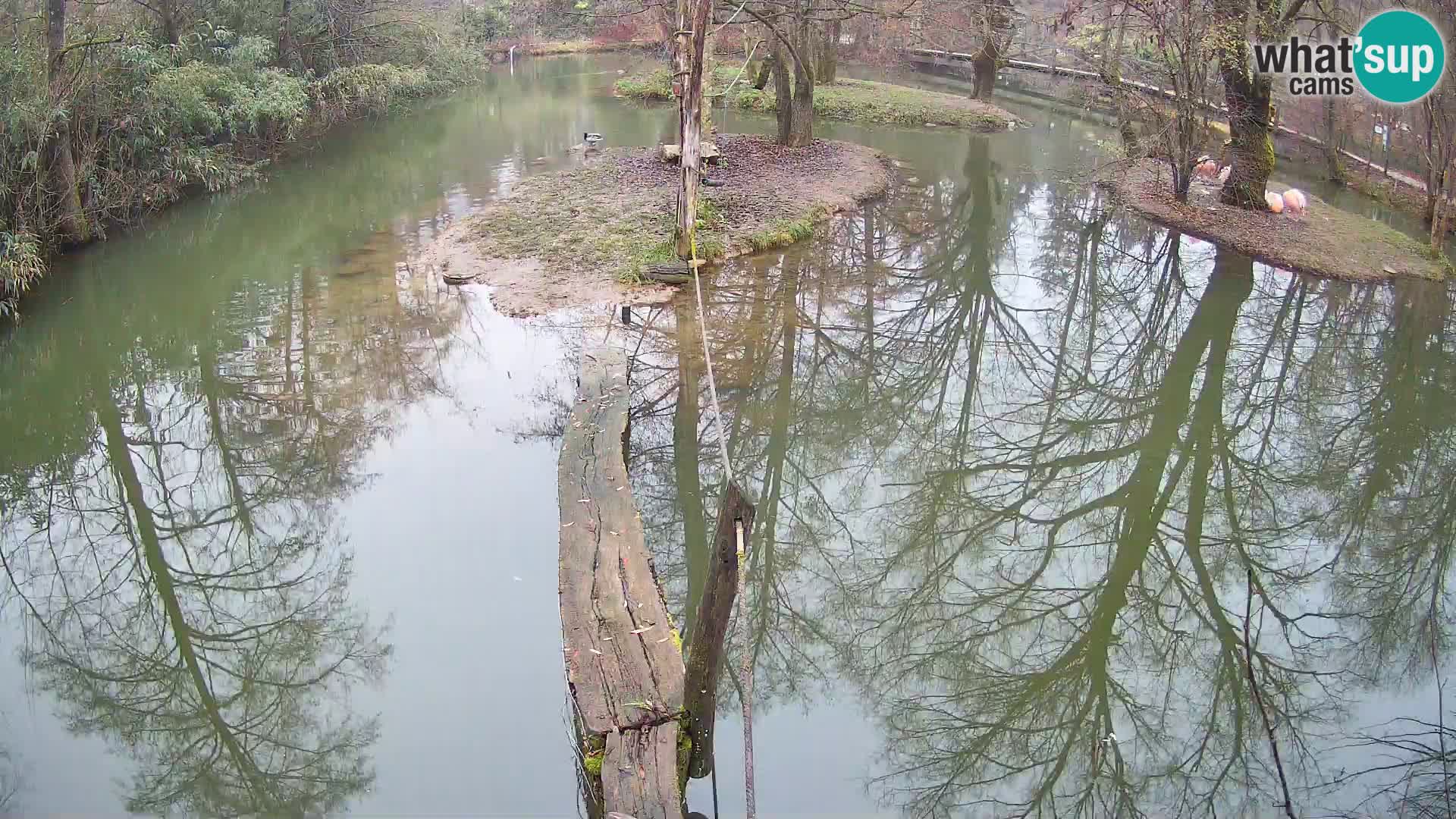 Vari bianconero Zoo Ljubljana webcam