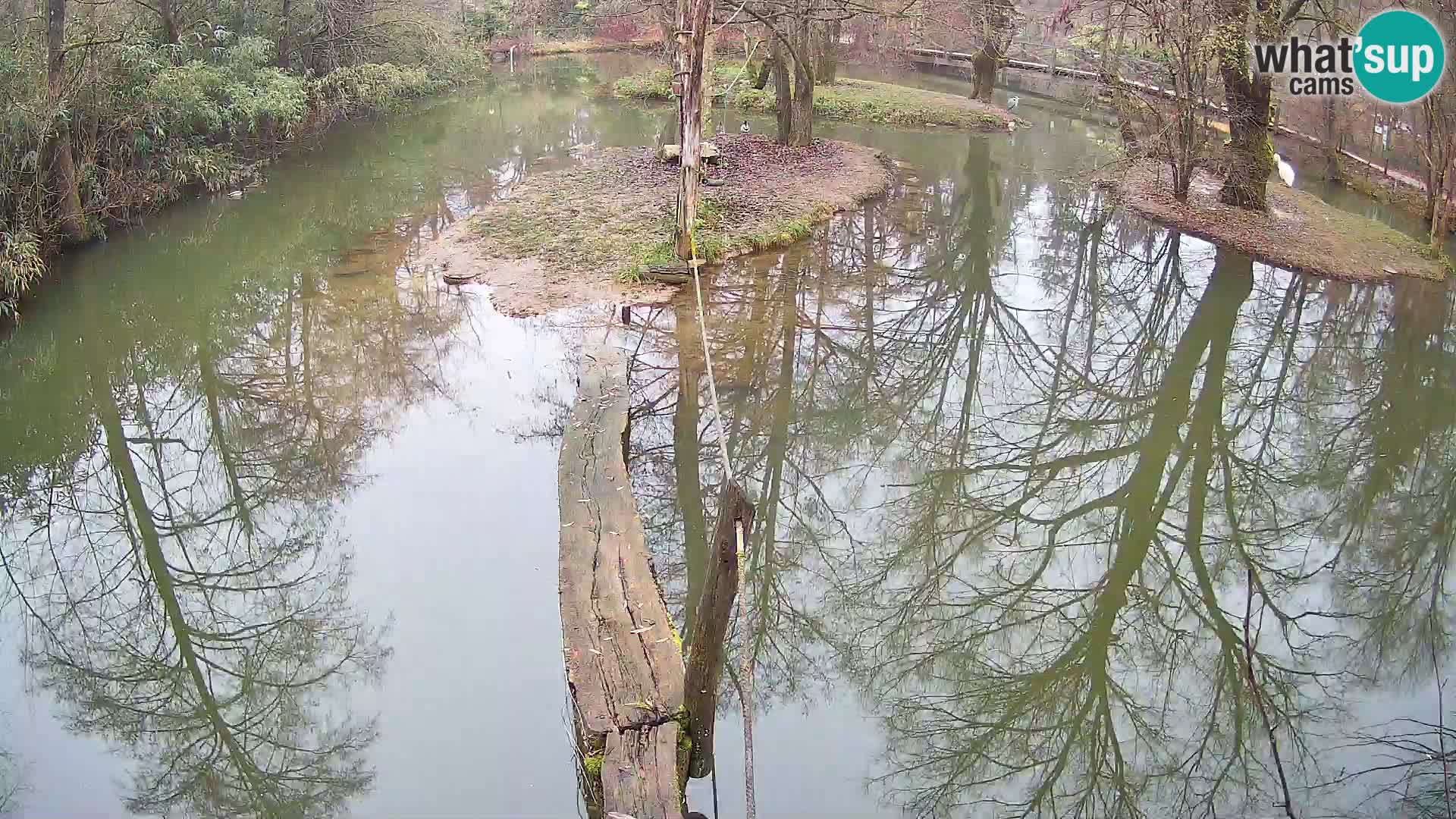 Vari bianconero Zoo Ljubljana webcam