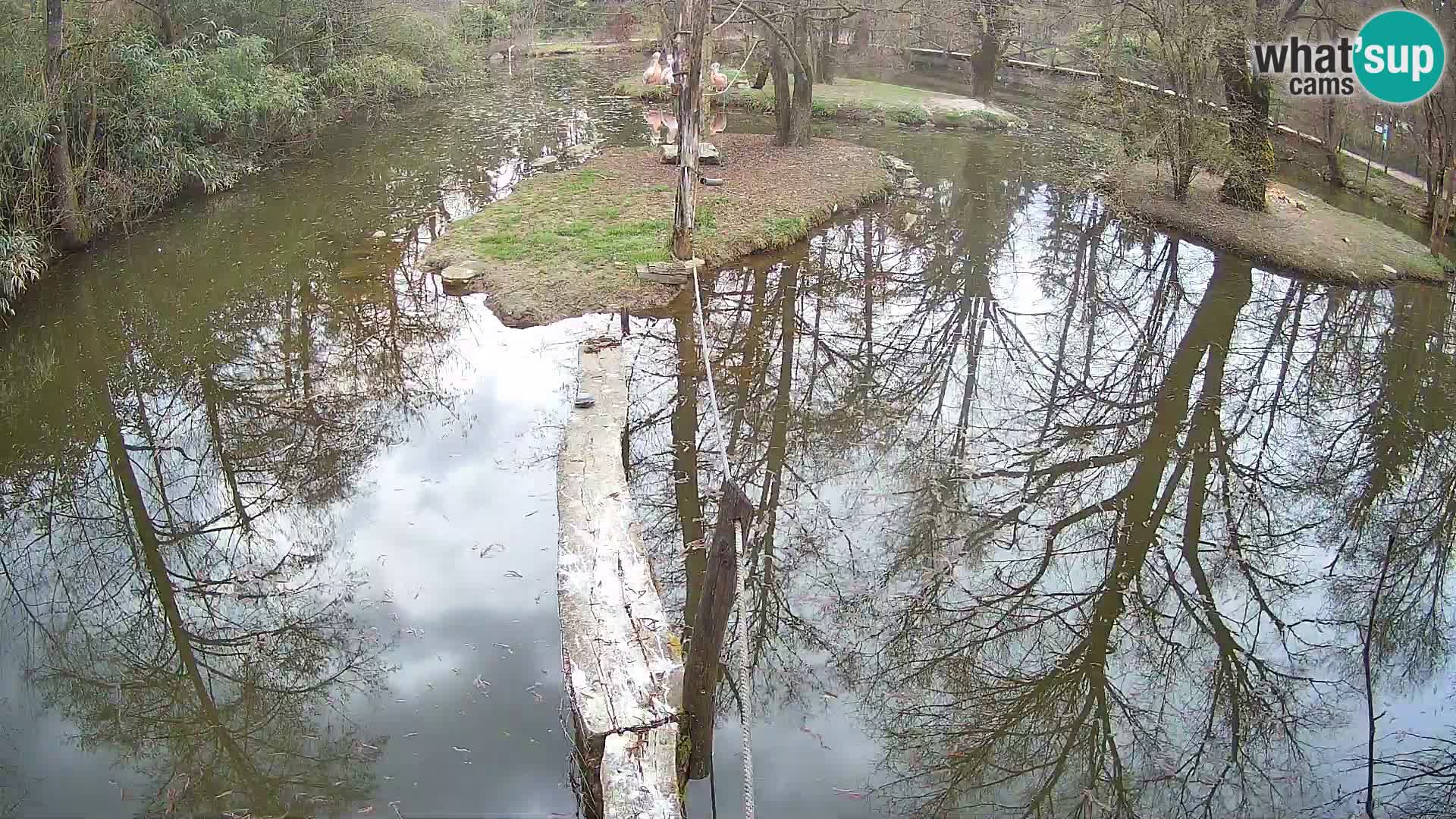 Navadni vari v živo – Ljubljana živalski vrt