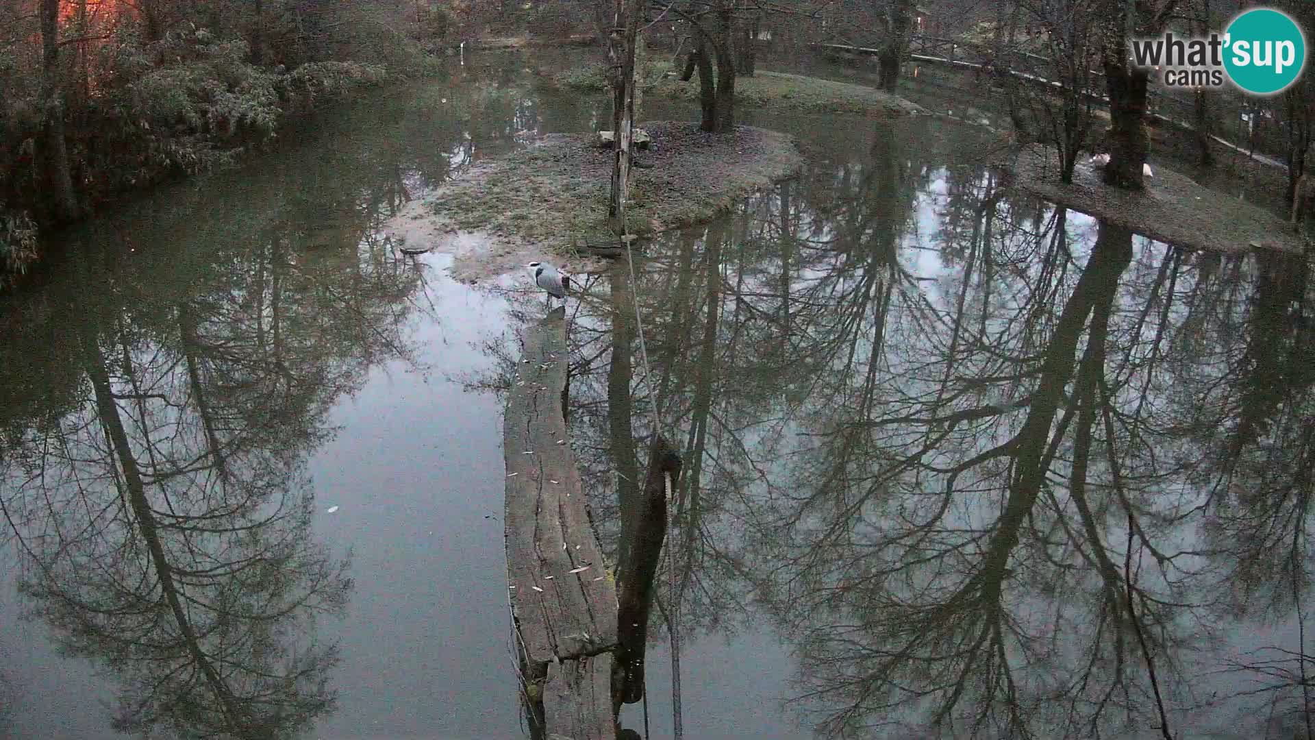 Black and white ruffed lemur Ljubljana Zoo live cam