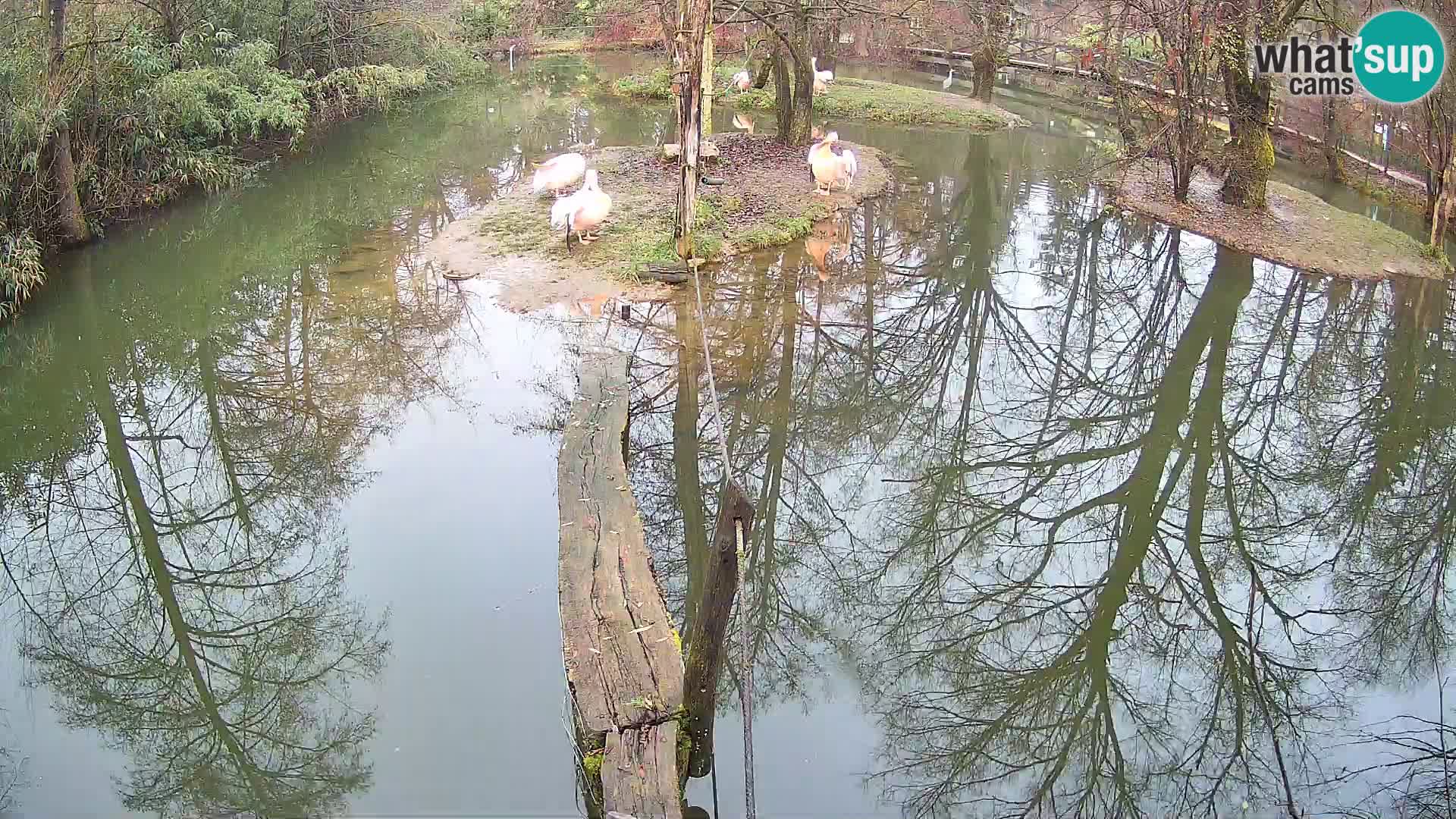 Navadni vari v živo – Ljubljana živalski vrt