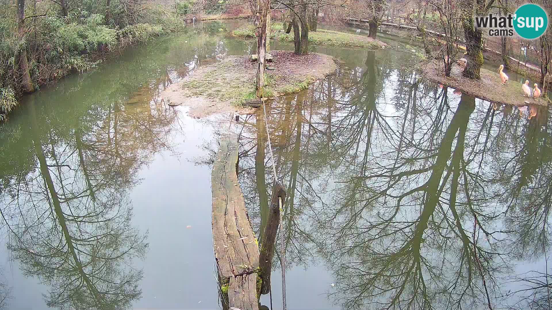 Schwarzweiße Vari Zoo Ljubljana webcam