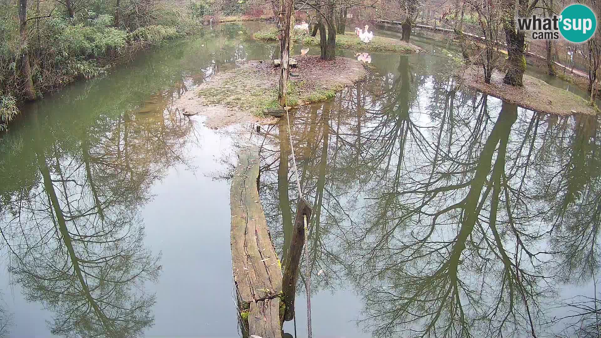 Schwarzweiße Vari Zoo Ljubljana webcam