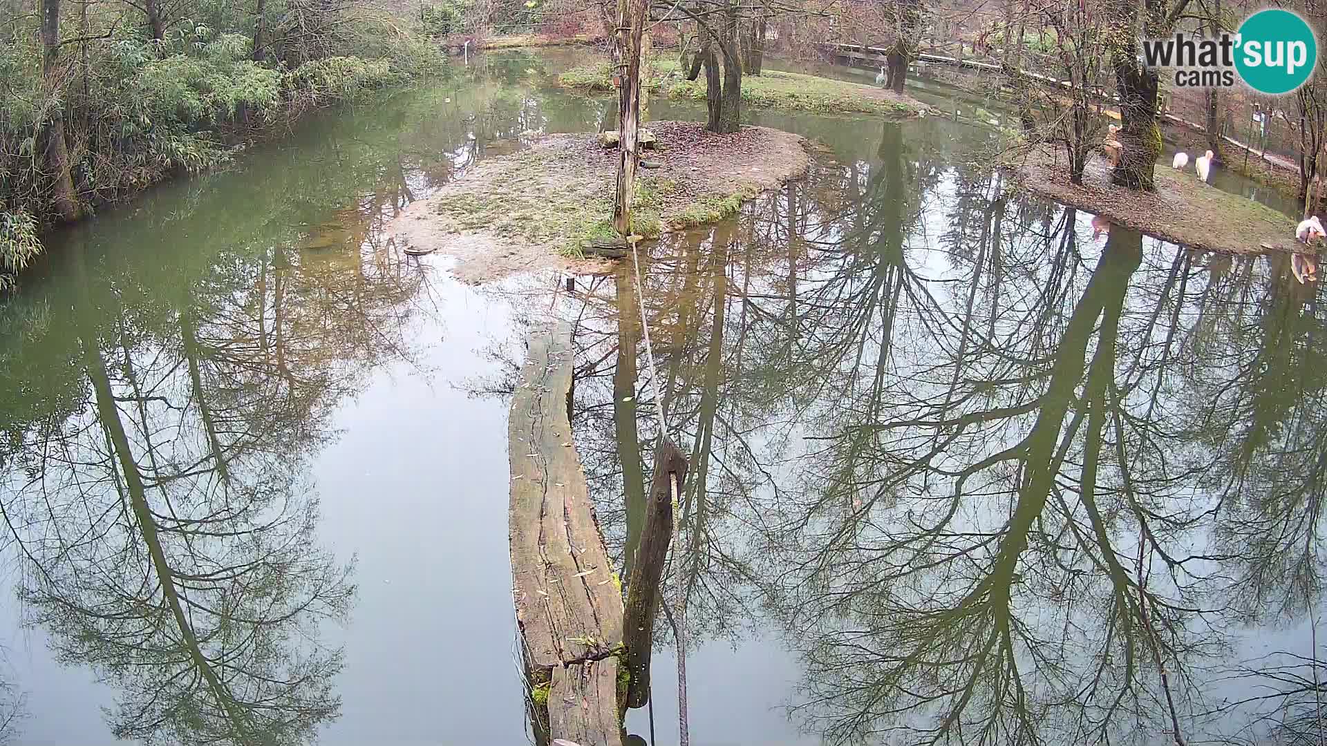 Vari noir et blanc – Ljubljana ZOO  livecam