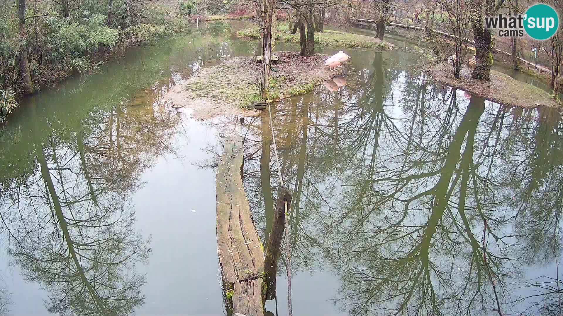 Vari bianconero Zoo Ljubljana webcam