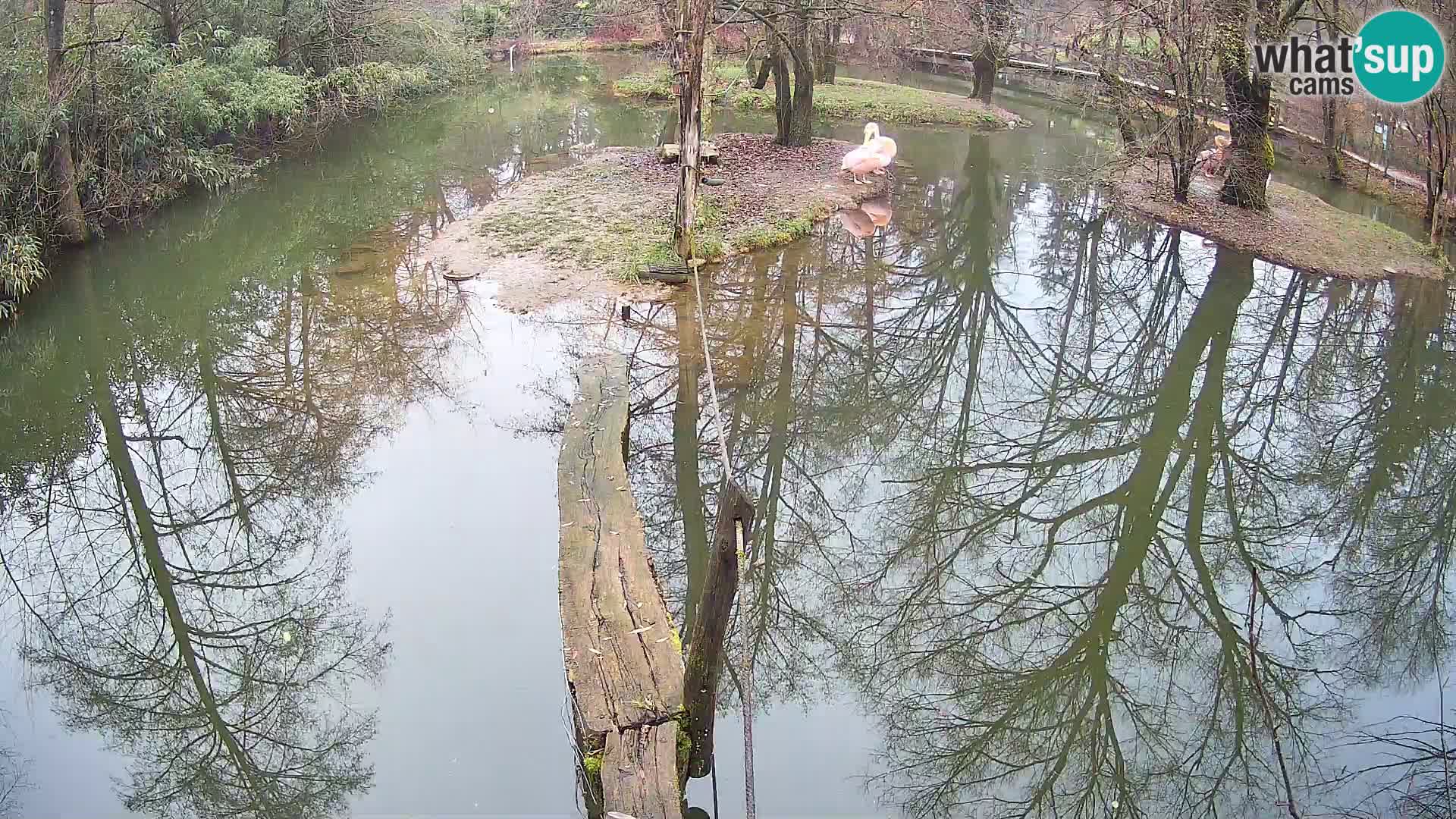 Navadni vari v živo – Ljubljana živalski vrt