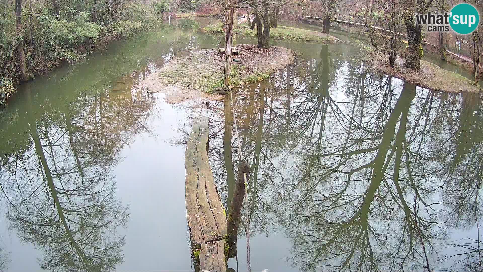 Vari bianconero Zoo Ljubljana webcam