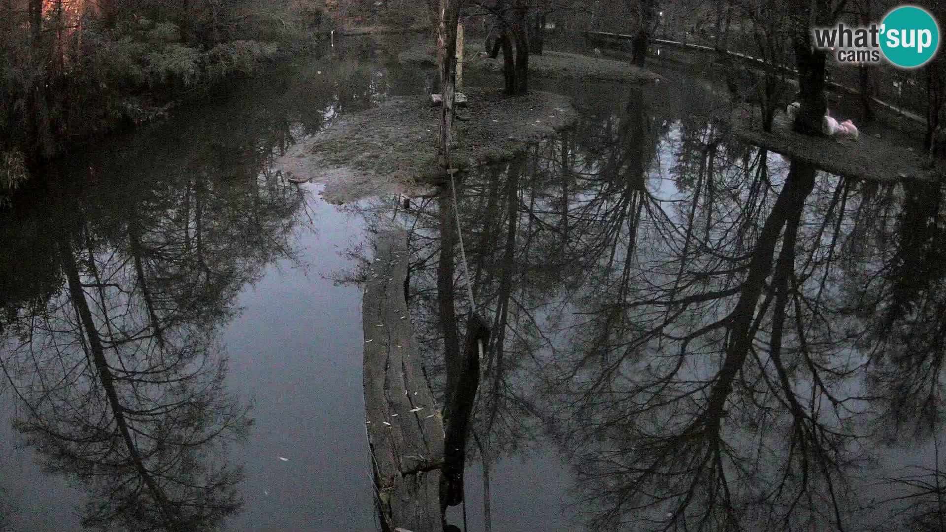Schwarzweiße Vari Zoo Ljubljana webcam