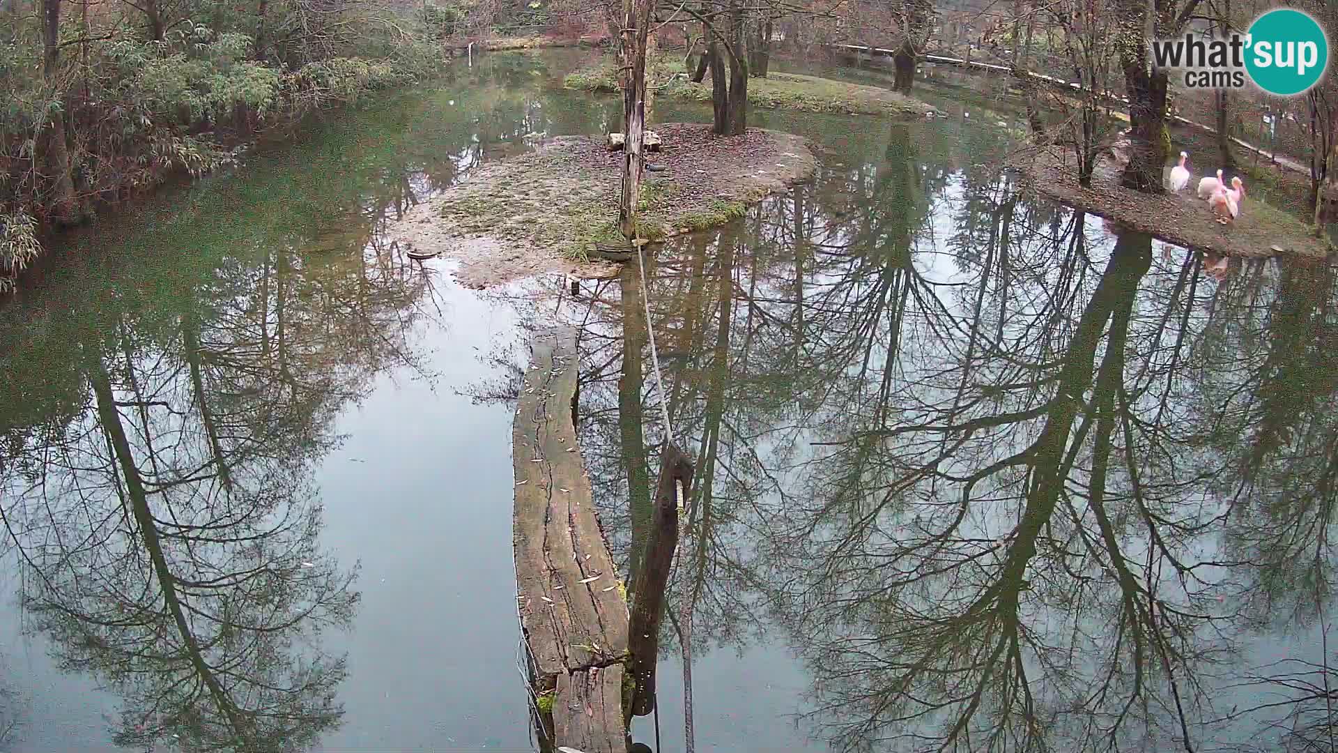 Lémur rufo blanco y negro – Ljubljana Zoo en vivo