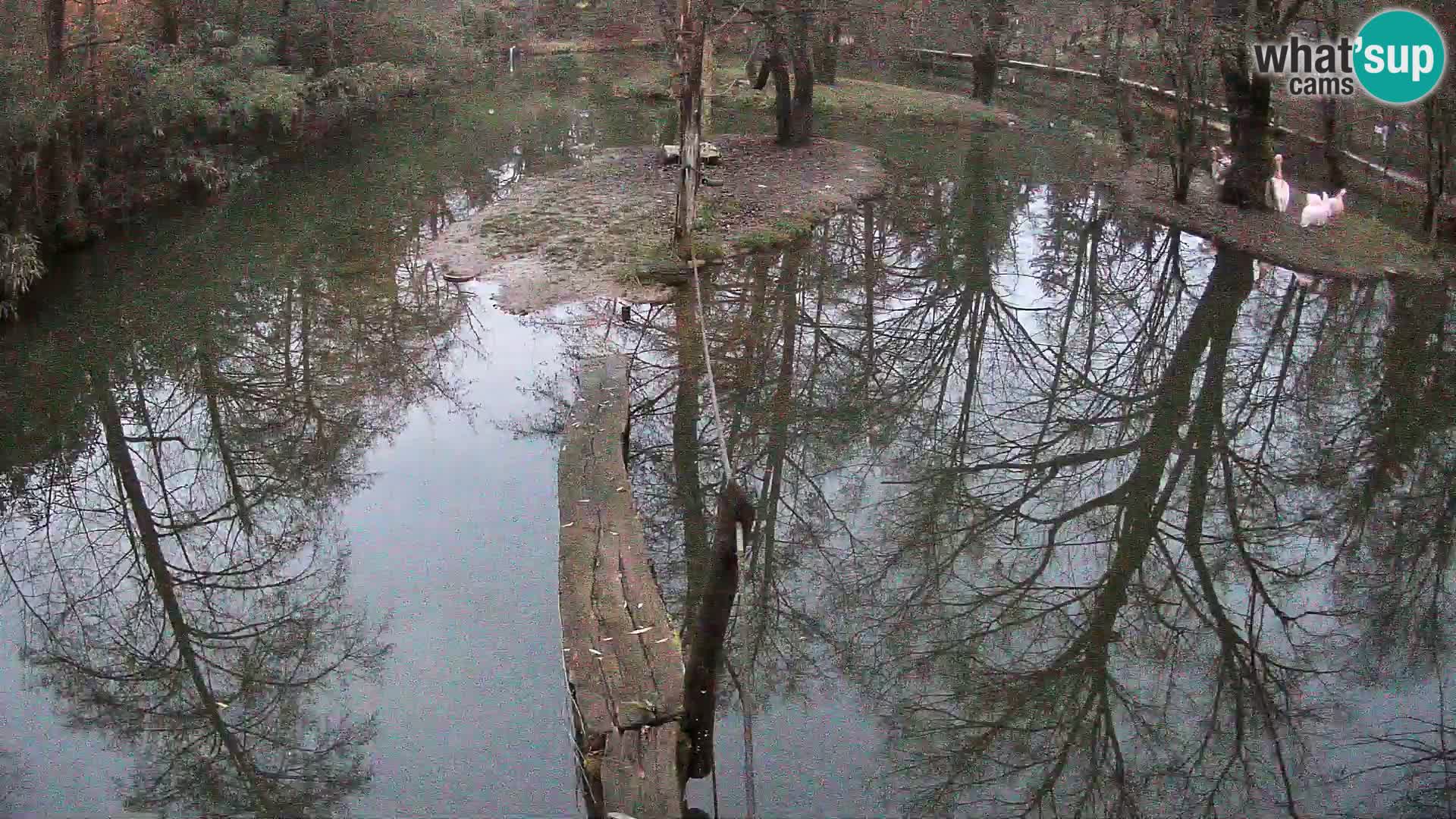Schwarzweiße Vari Zoo Ljubljana webcam