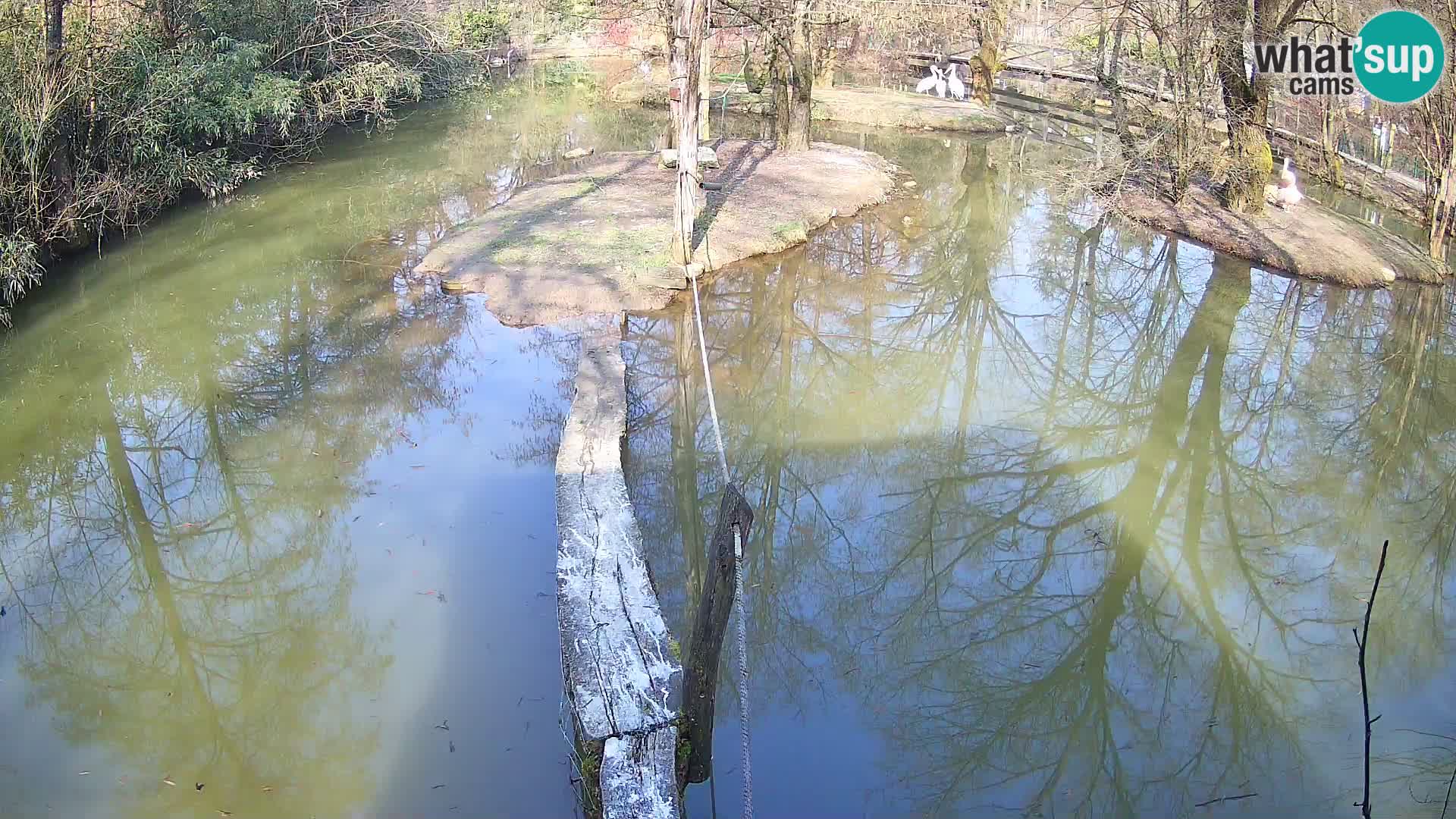 Navadni vari v živo – Ljubljana živalski vrt