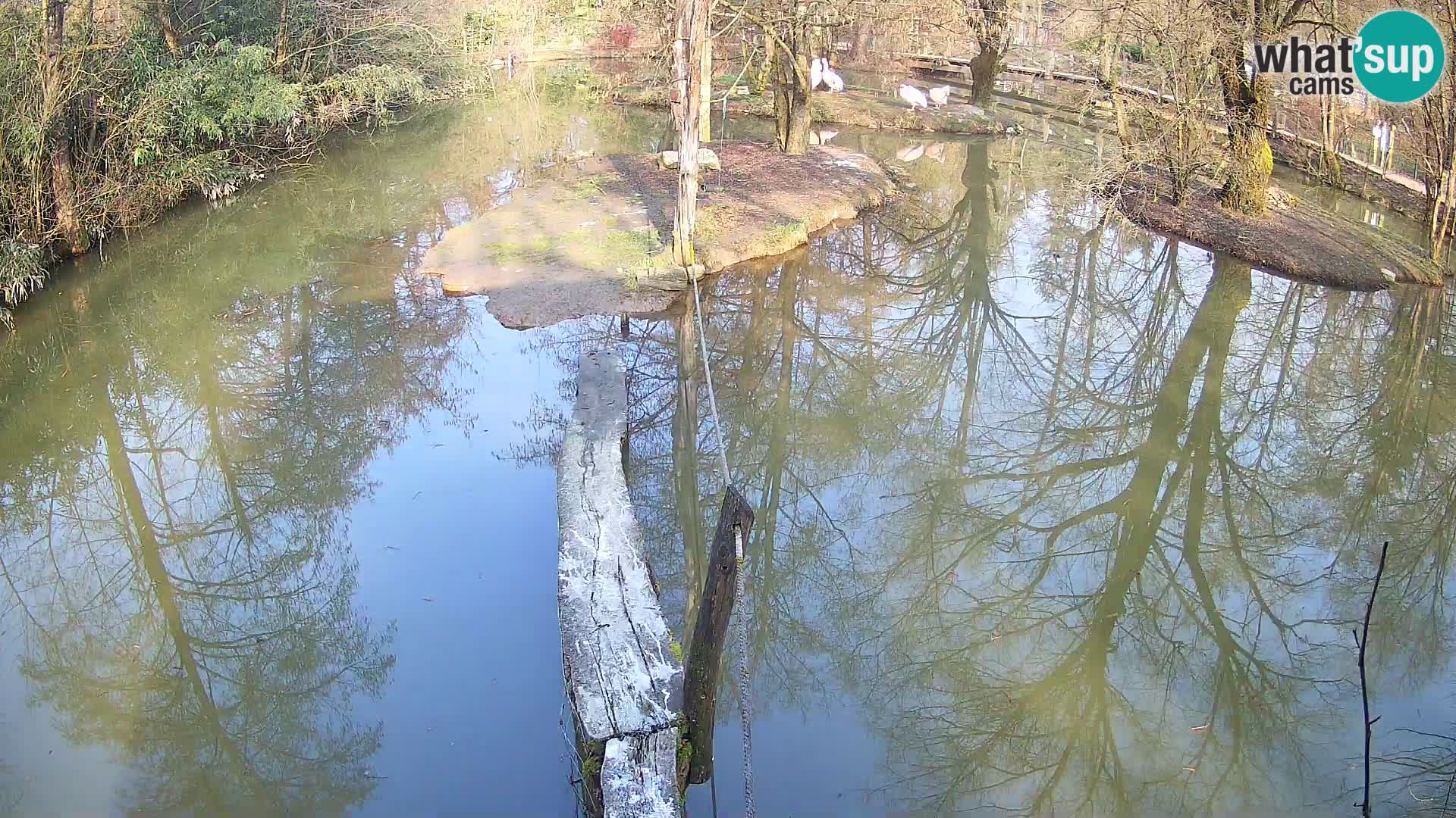Lémur rufo blanco y negro – Ljubljana Zoo en vivo