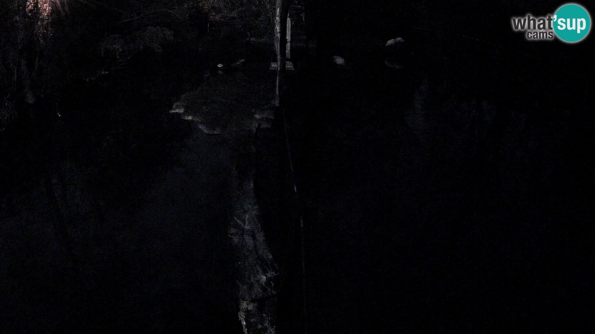 Black and white ruffed lemur Ljubljana Zoo live cam