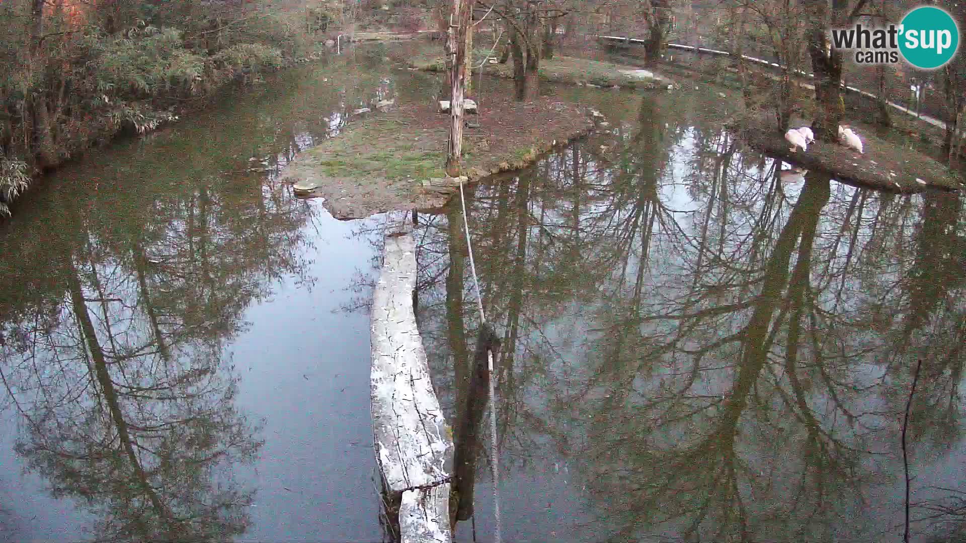 Navadni vari u živo – Ljubljana zoo