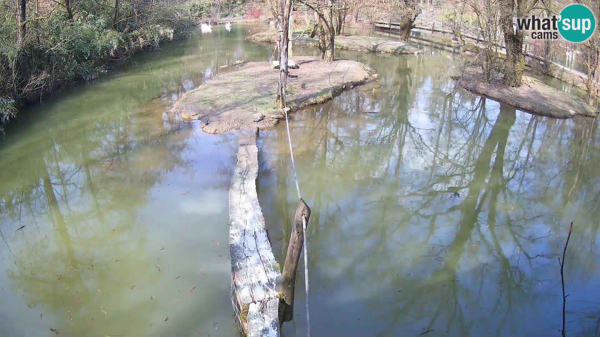 Schwarzweiße Vari Zoo Ljubljana webcam