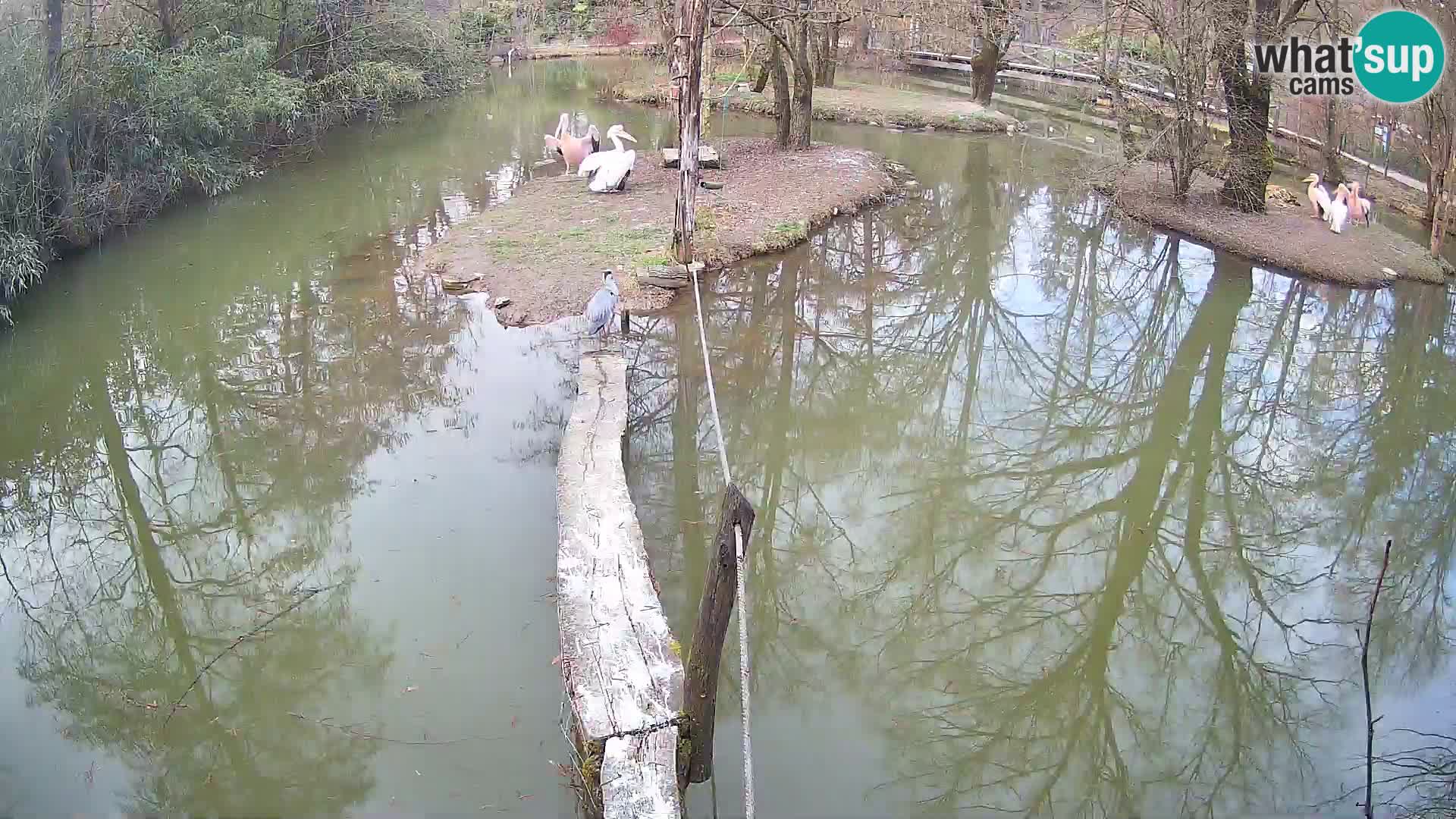 Navadni vari u živo – Ljubljana zoo