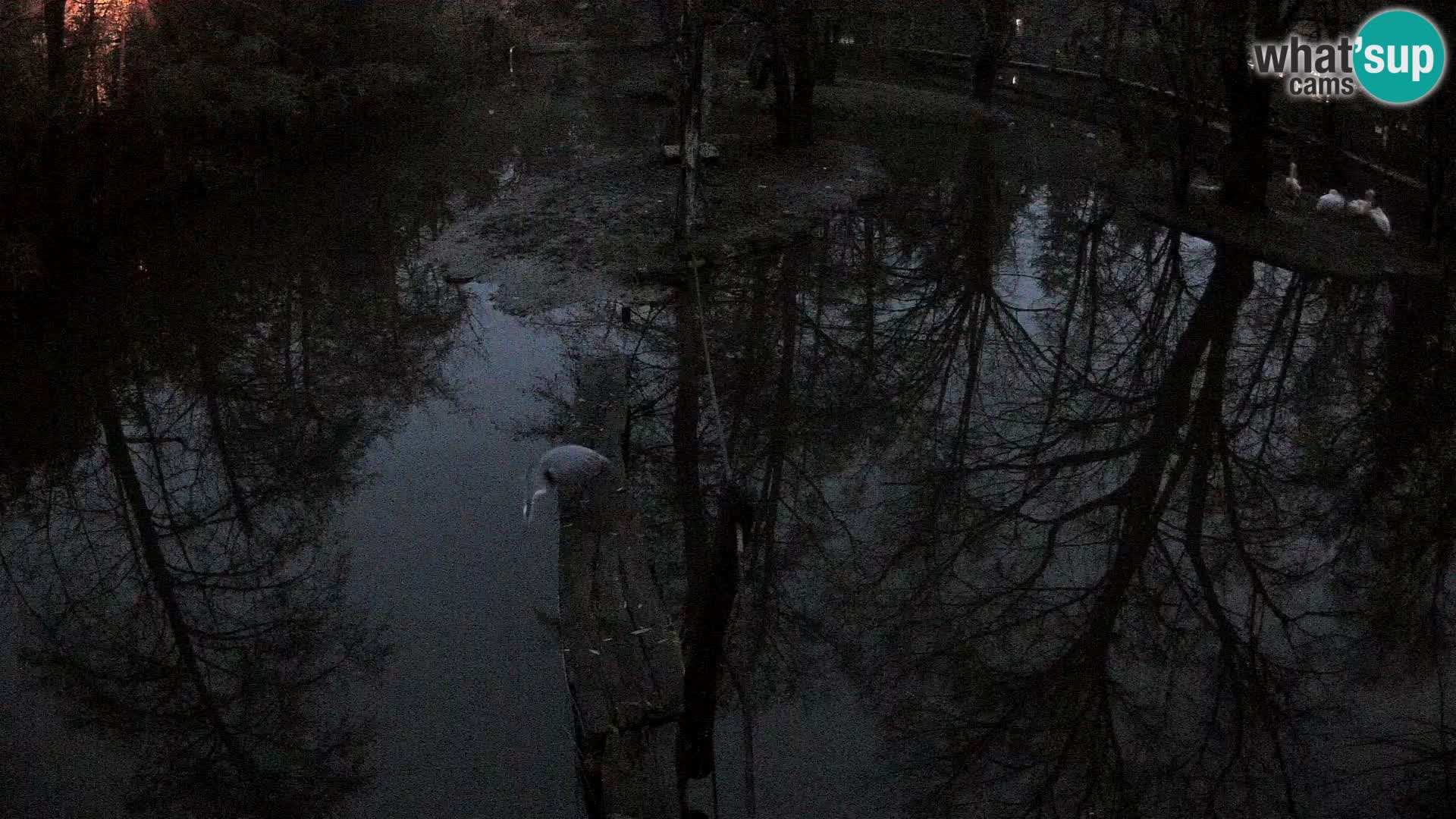 Vari noir et blanc – Ljubljana ZOO  livecam