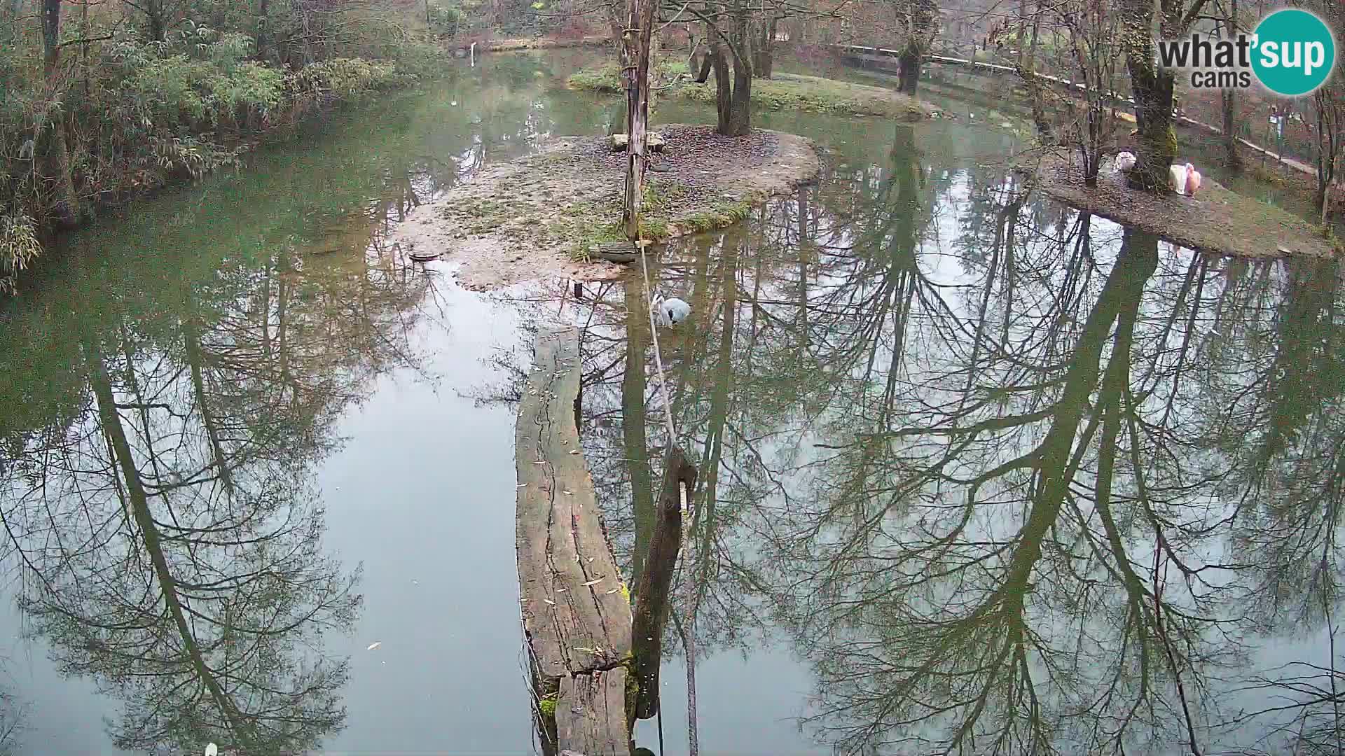 Vari bianconero Zoo Ljubljana webcam