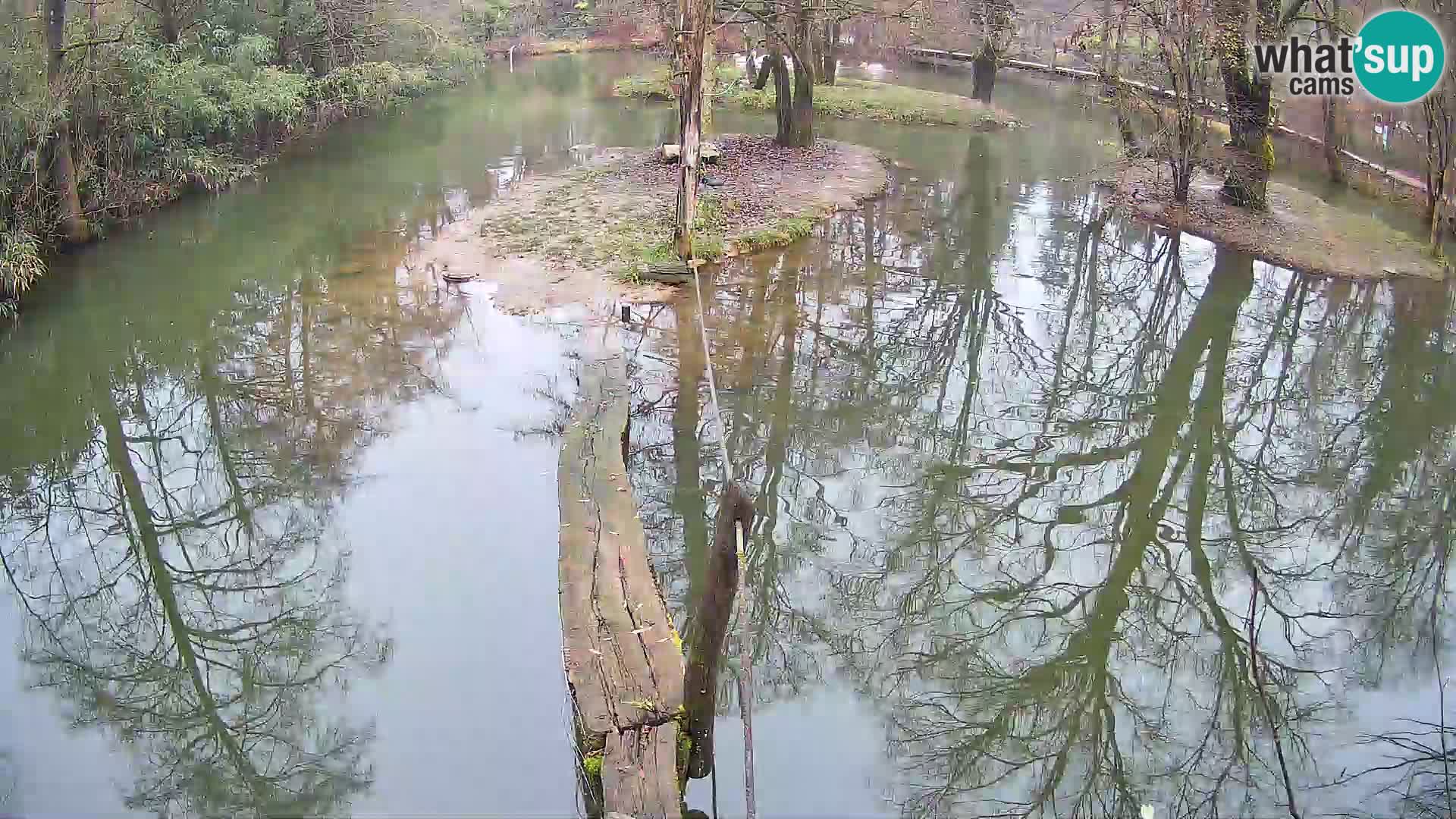 Vari bianconero Zoo Ljubljana webcam