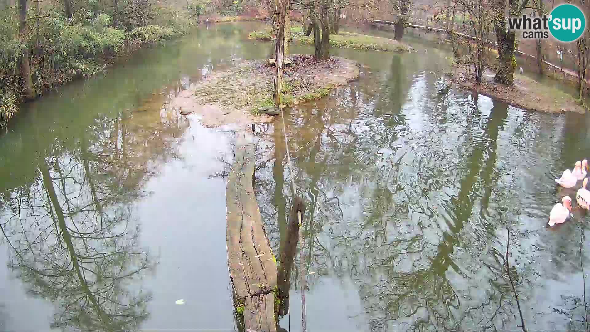 Vari noir et blanc – Ljubljana ZOO  livecam