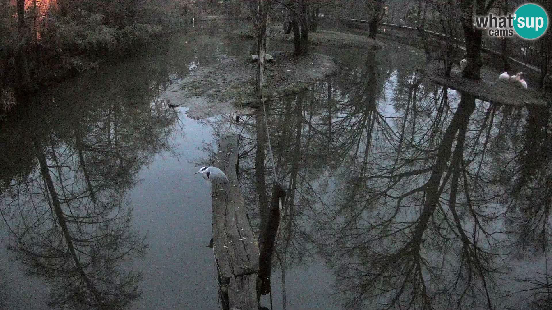 Vari noir et blanc – Ljubljana ZOO  livecam