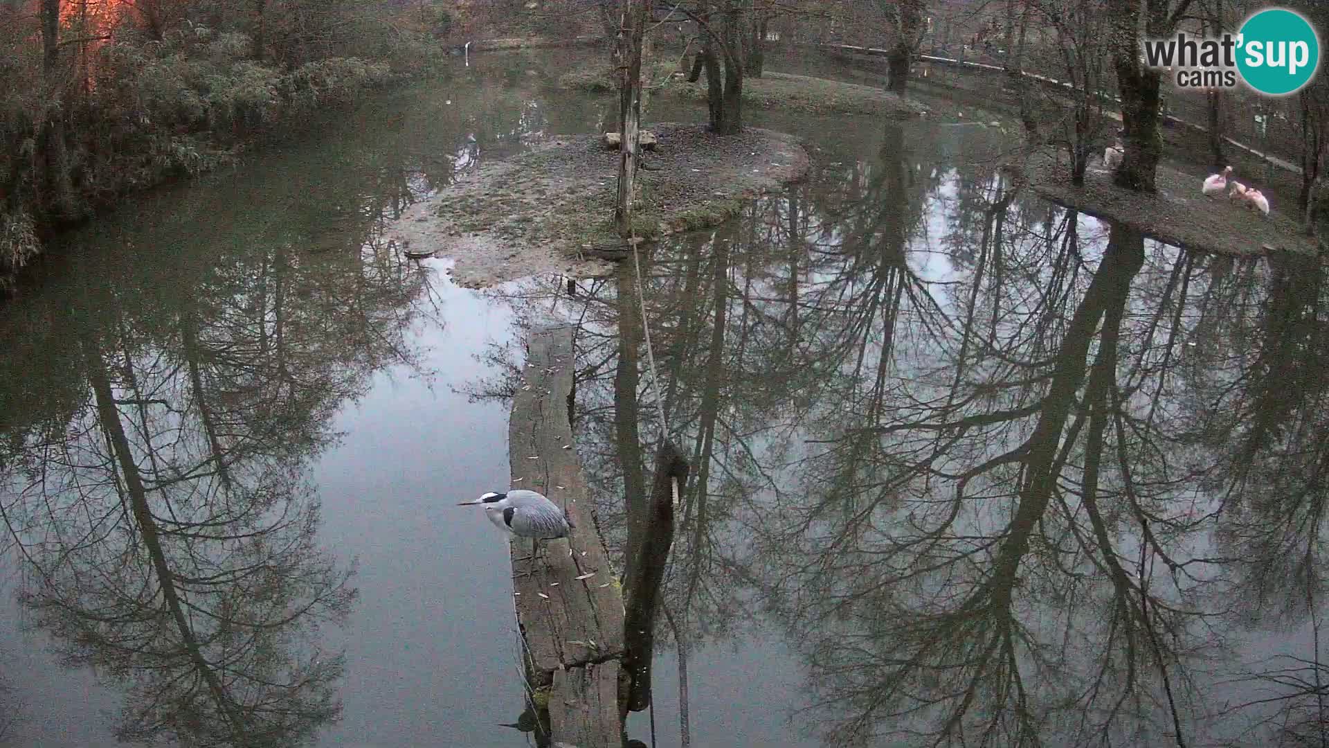 Vari noir et blanc – Ljubljana ZOO  livecam