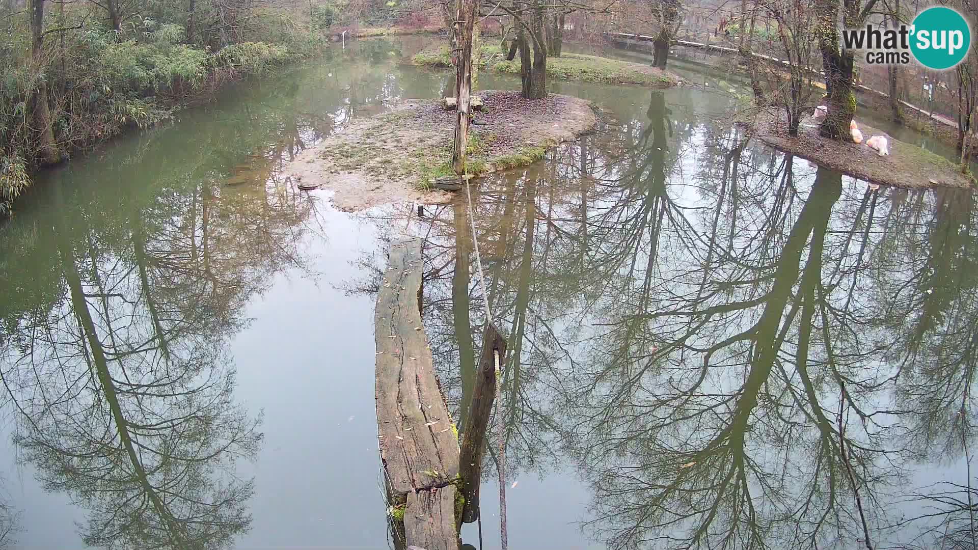 Schwarzweiße Vari Zoo Ljubljana webcam