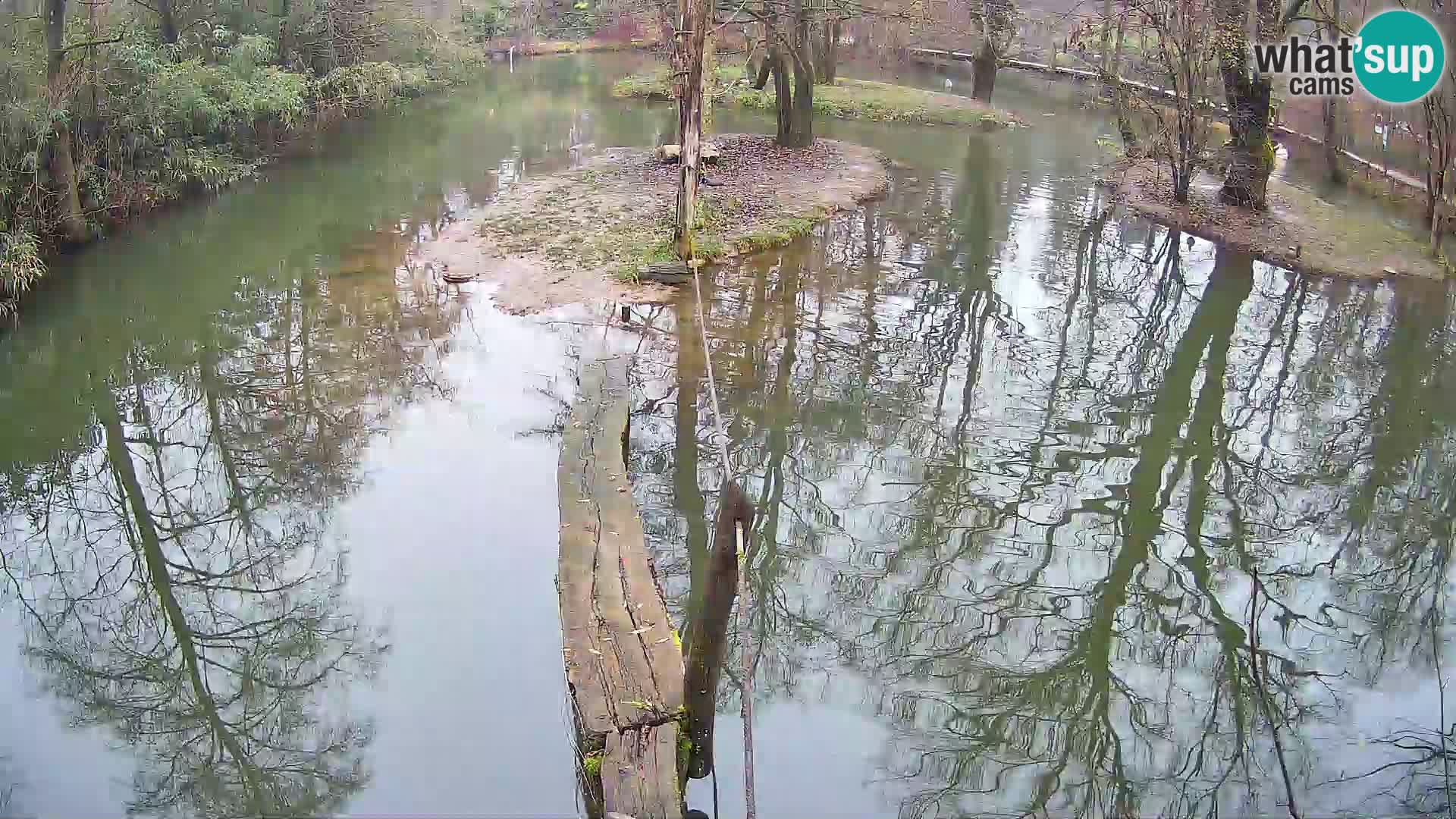 Schwarzweiße Vari Zoo Ljubljana webcam
