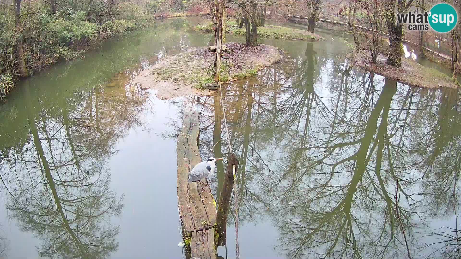 Schwarzweiße Vari Zoo Ljubljana webcam