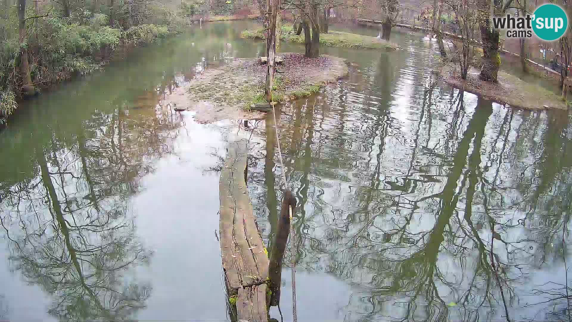 Schwarzweiße Vari Zoo Ljubljana webcam