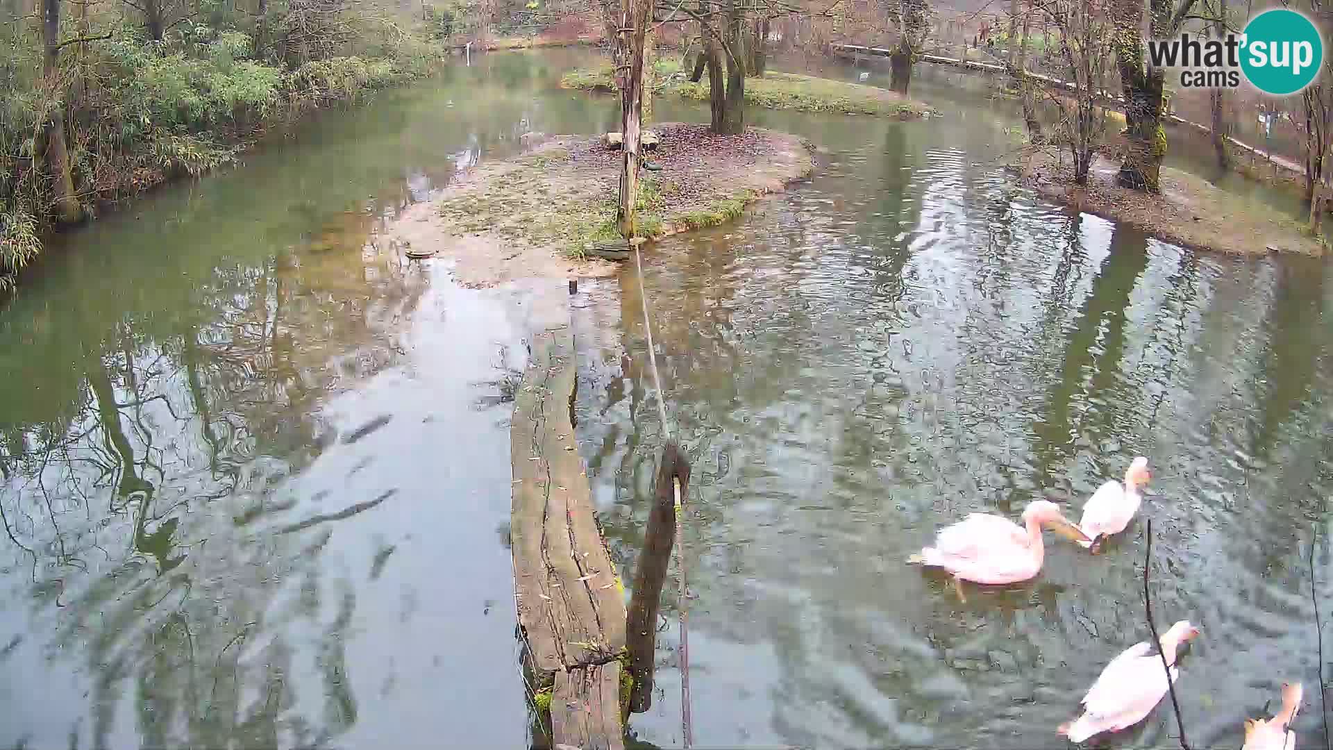 Schwarzweiße Vari Zoo Ljubljana webcam