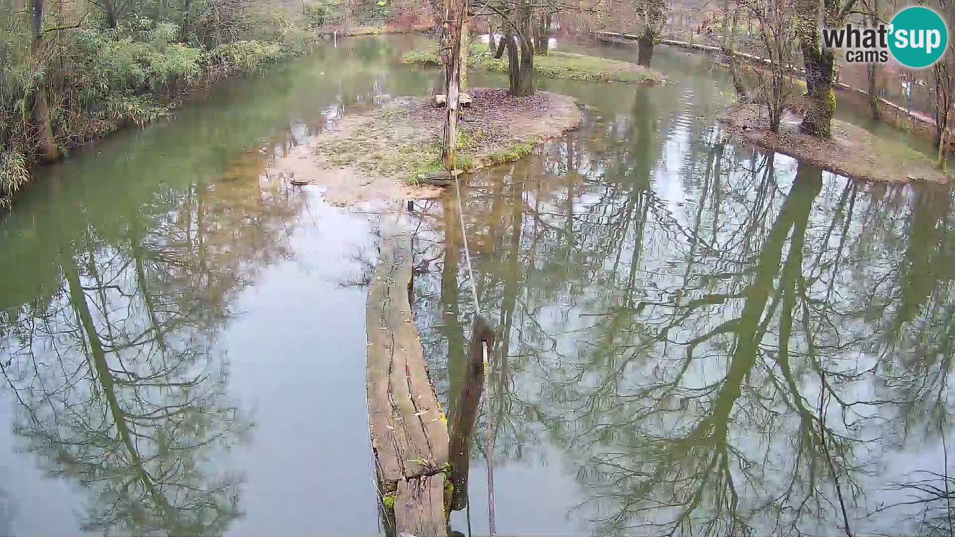 Vari noir et blanc – Ljubljana ZOO livecam