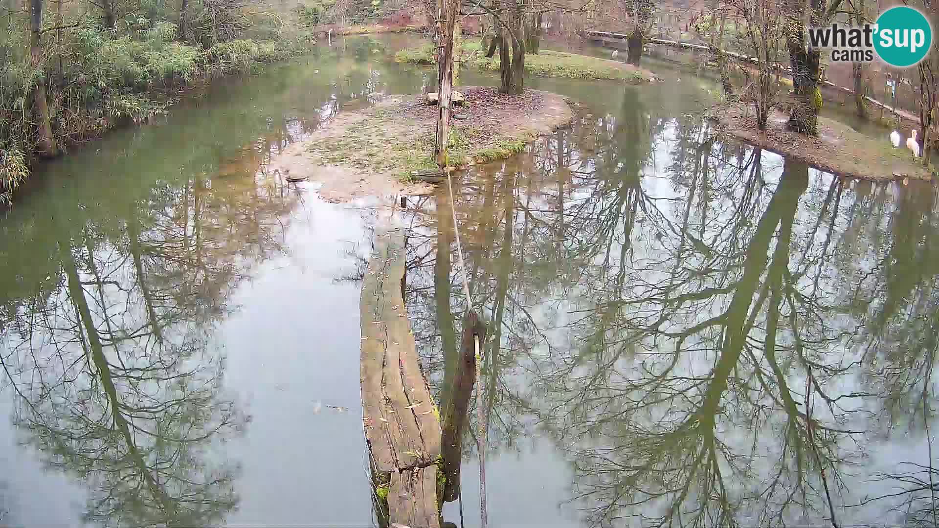 Vari bianconero Zoo Ljubljana webcam