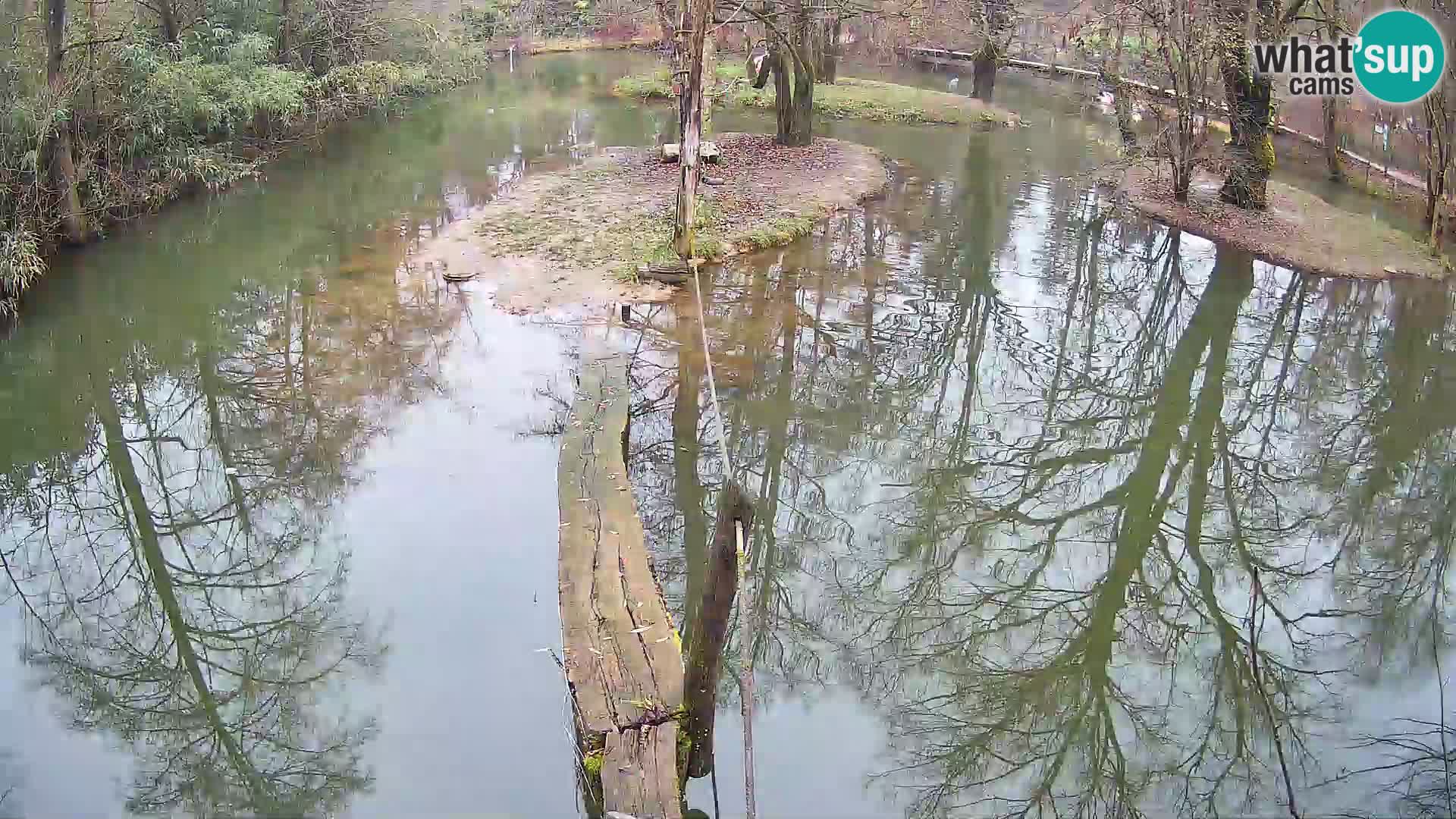 Vari noir et blanc – Ljubljana ZOO  livecam