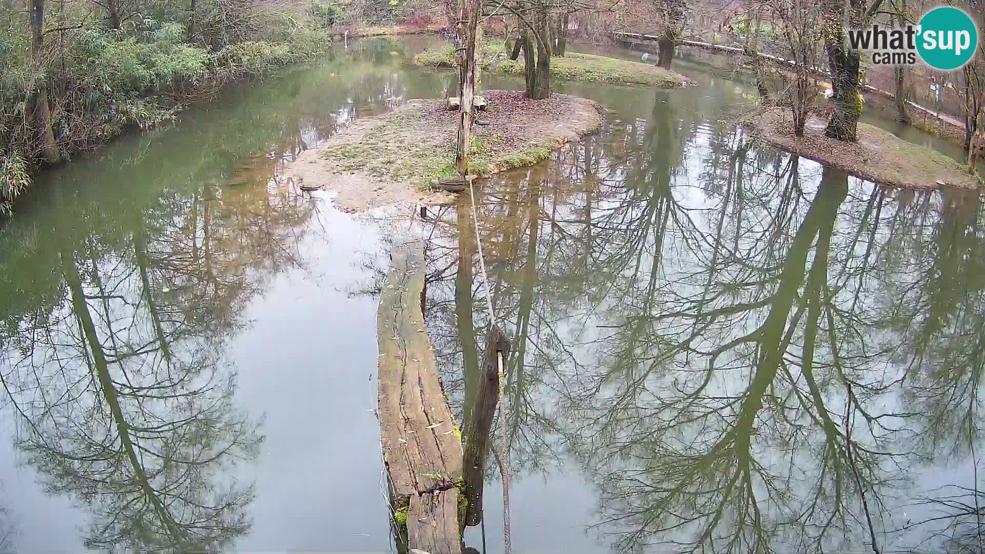 Vari noir et blanc – Ljubljana ZOO  livecam